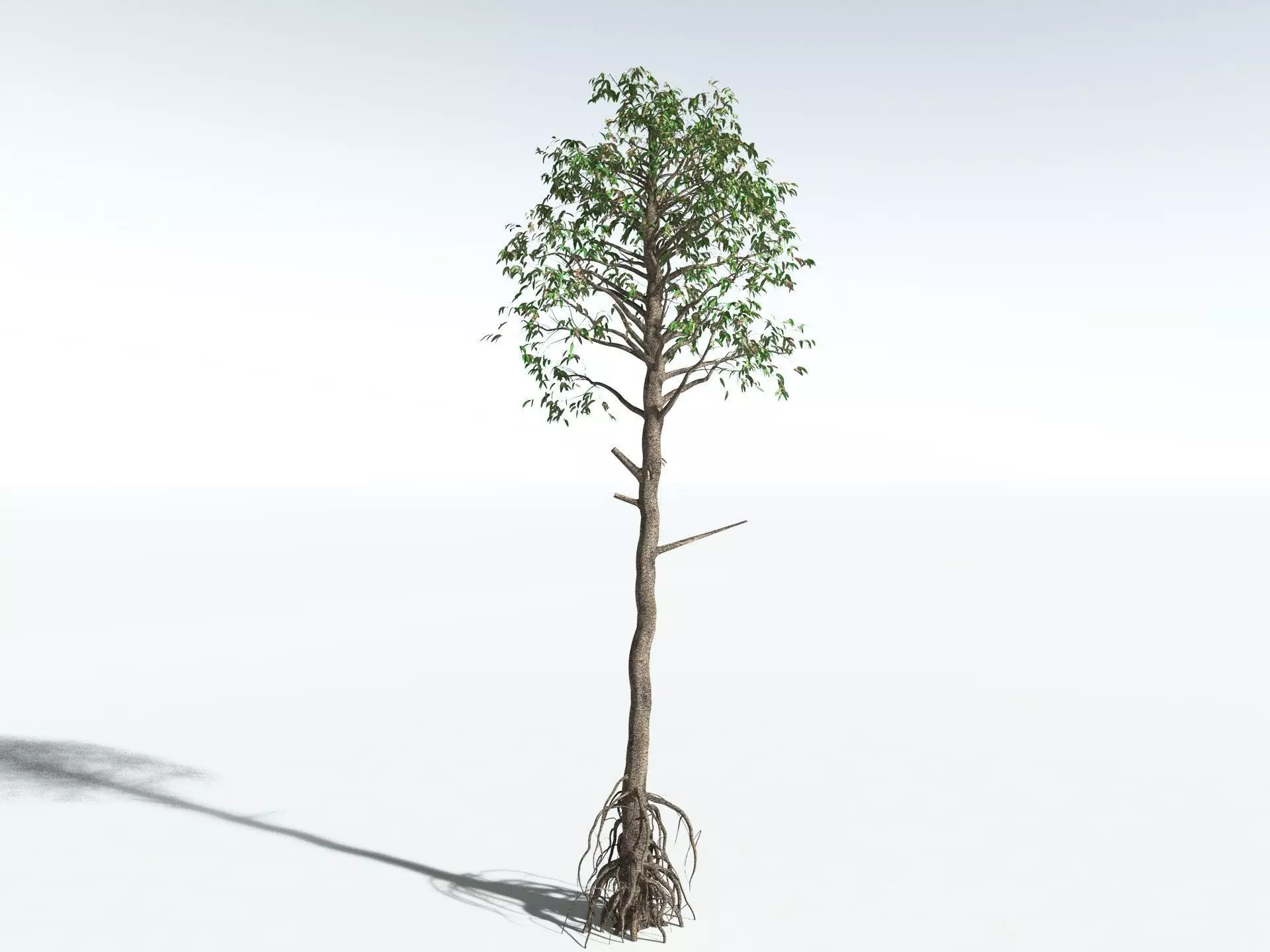 EVERYPlant Cordaites Principalis 3D model_14