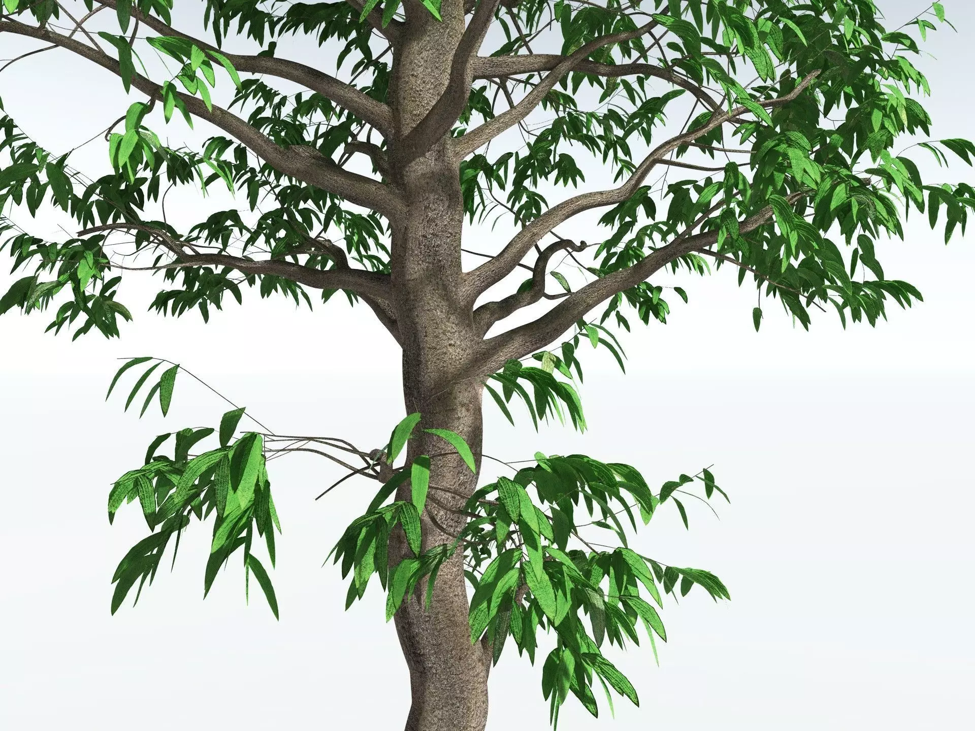 EVERYPlant Cordaites Principalis 3D model_9