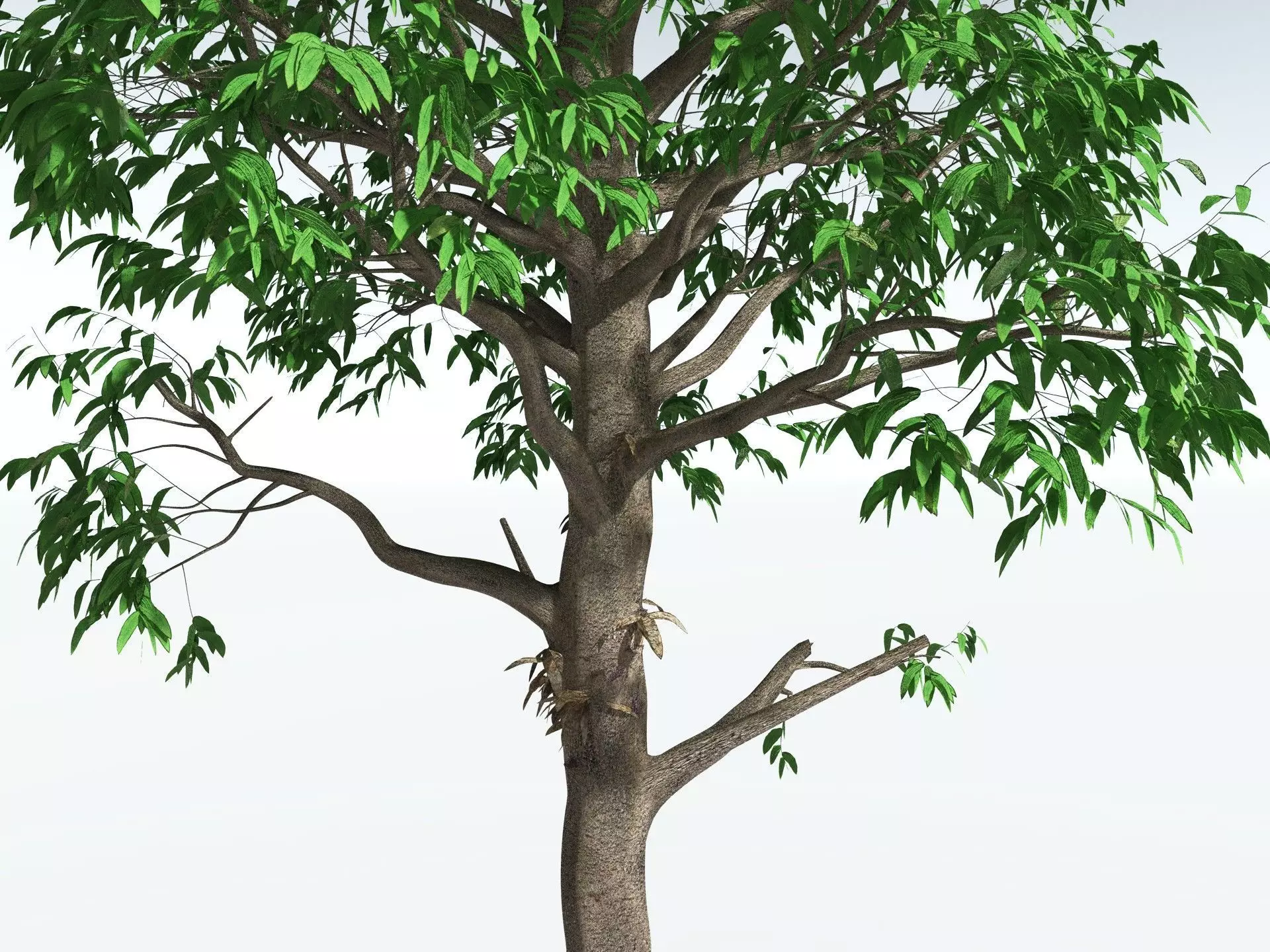 EVERYPlant Cordaites Principalis 3D model_7