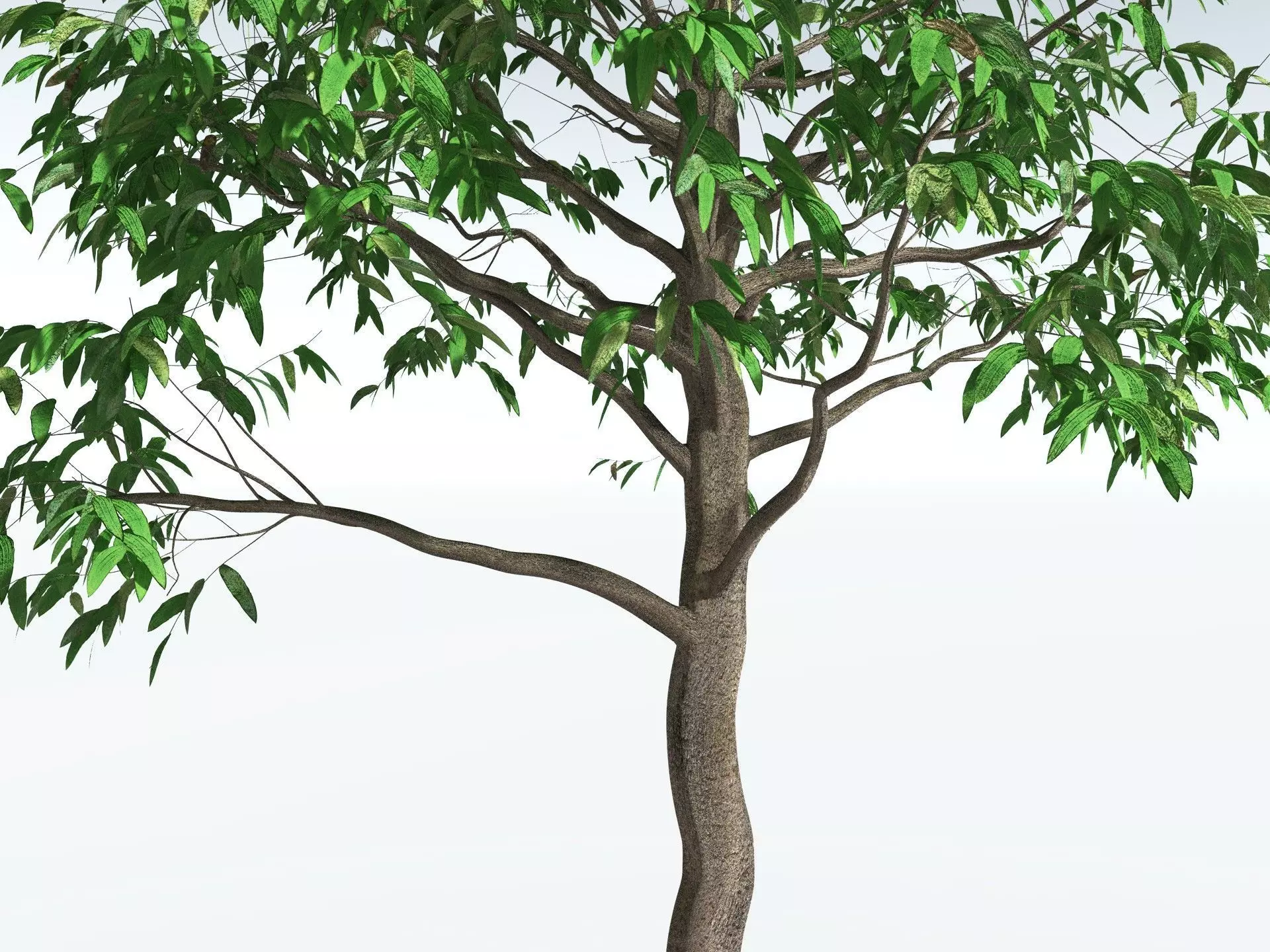 EVERYPlant Cordaites Principalis 3D model_13