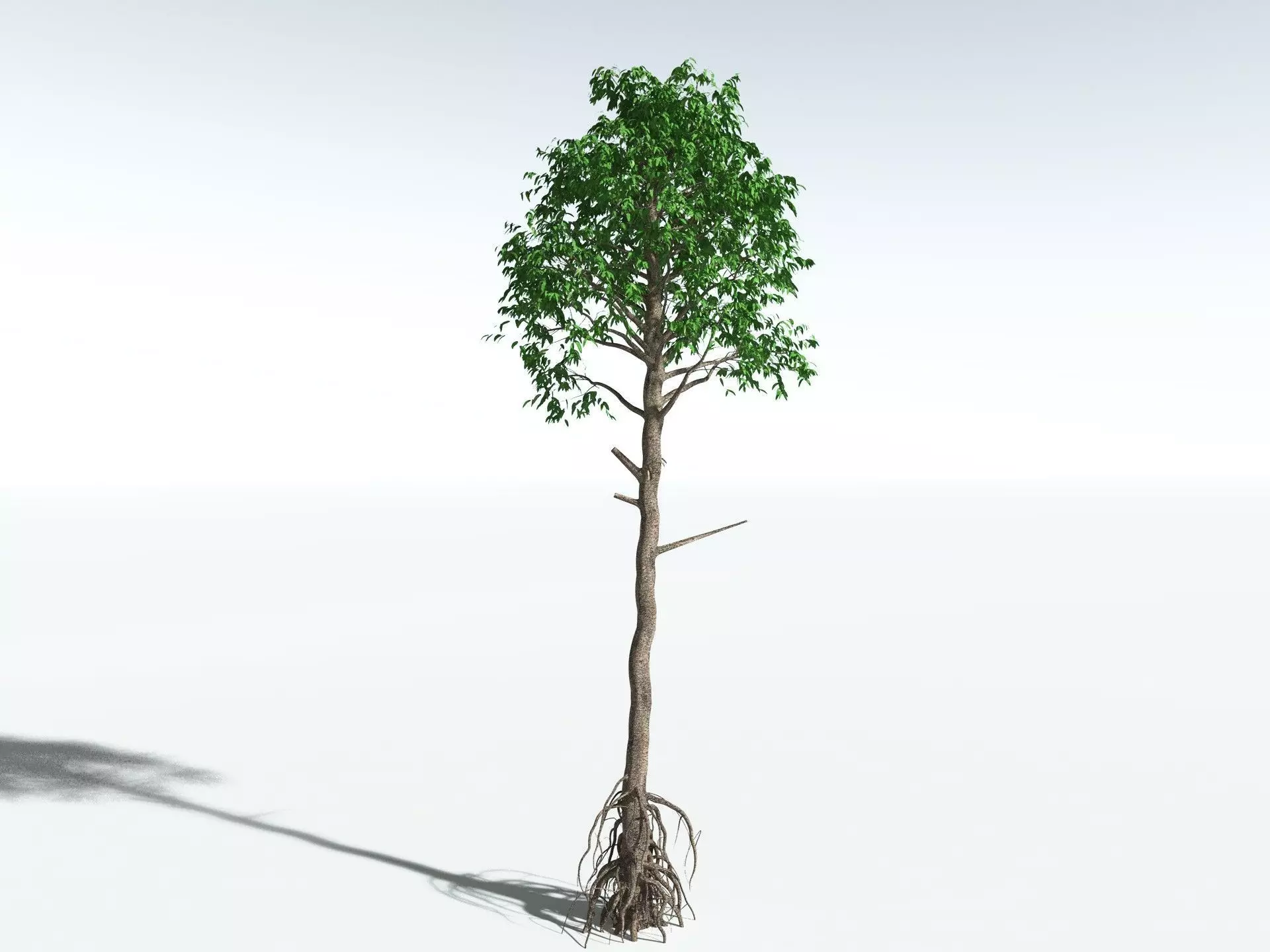 EVERYPlant Cordaites Principalis 3D model_4