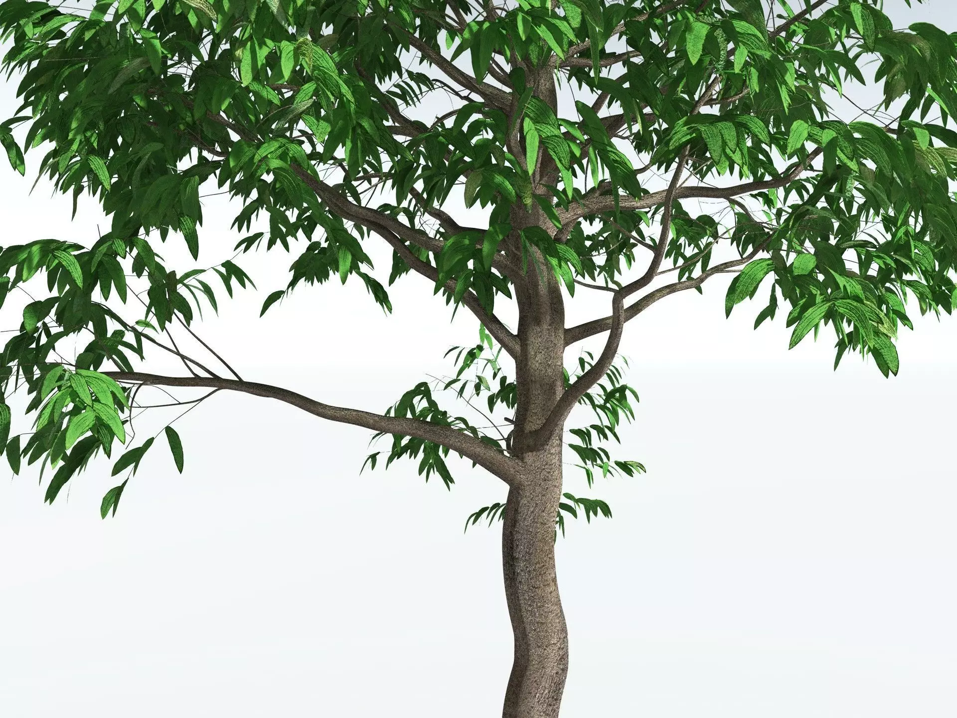EVERYPlant Cordaites Principalis 3D model_3