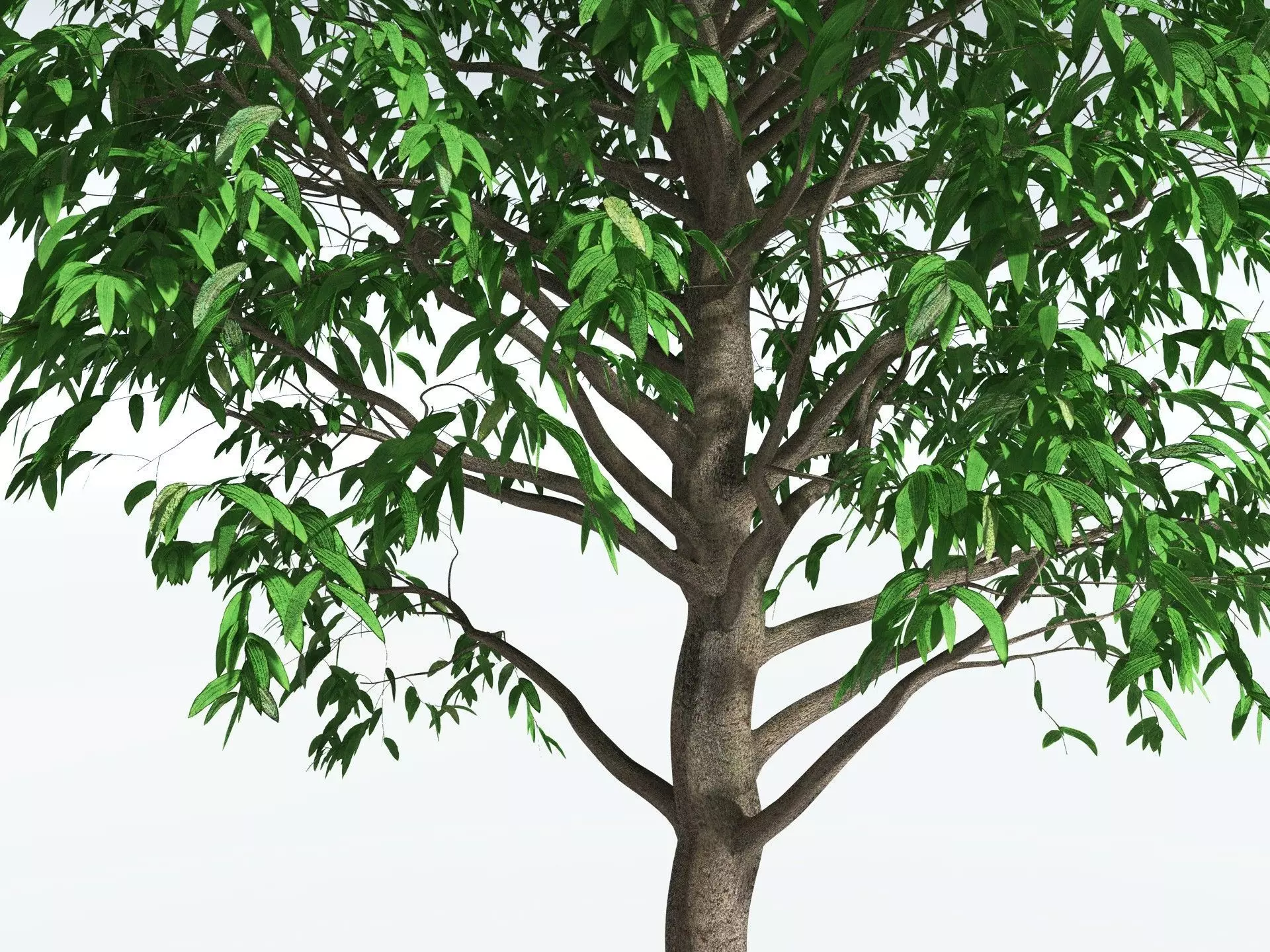 EVERYPlant Cordaites Principalis 3D model_5