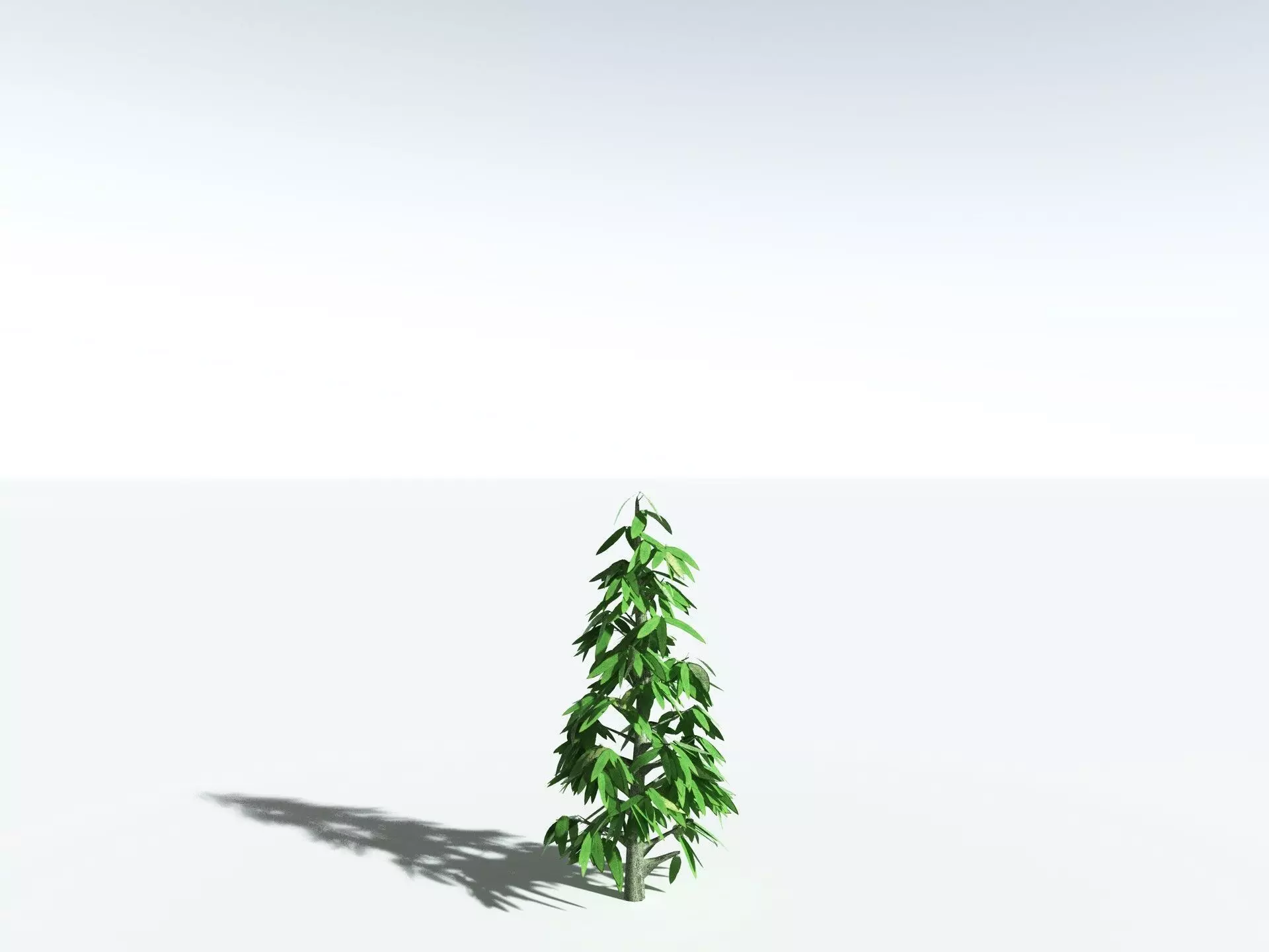 EVERYPlant Cordaites Principalis 3D model_29