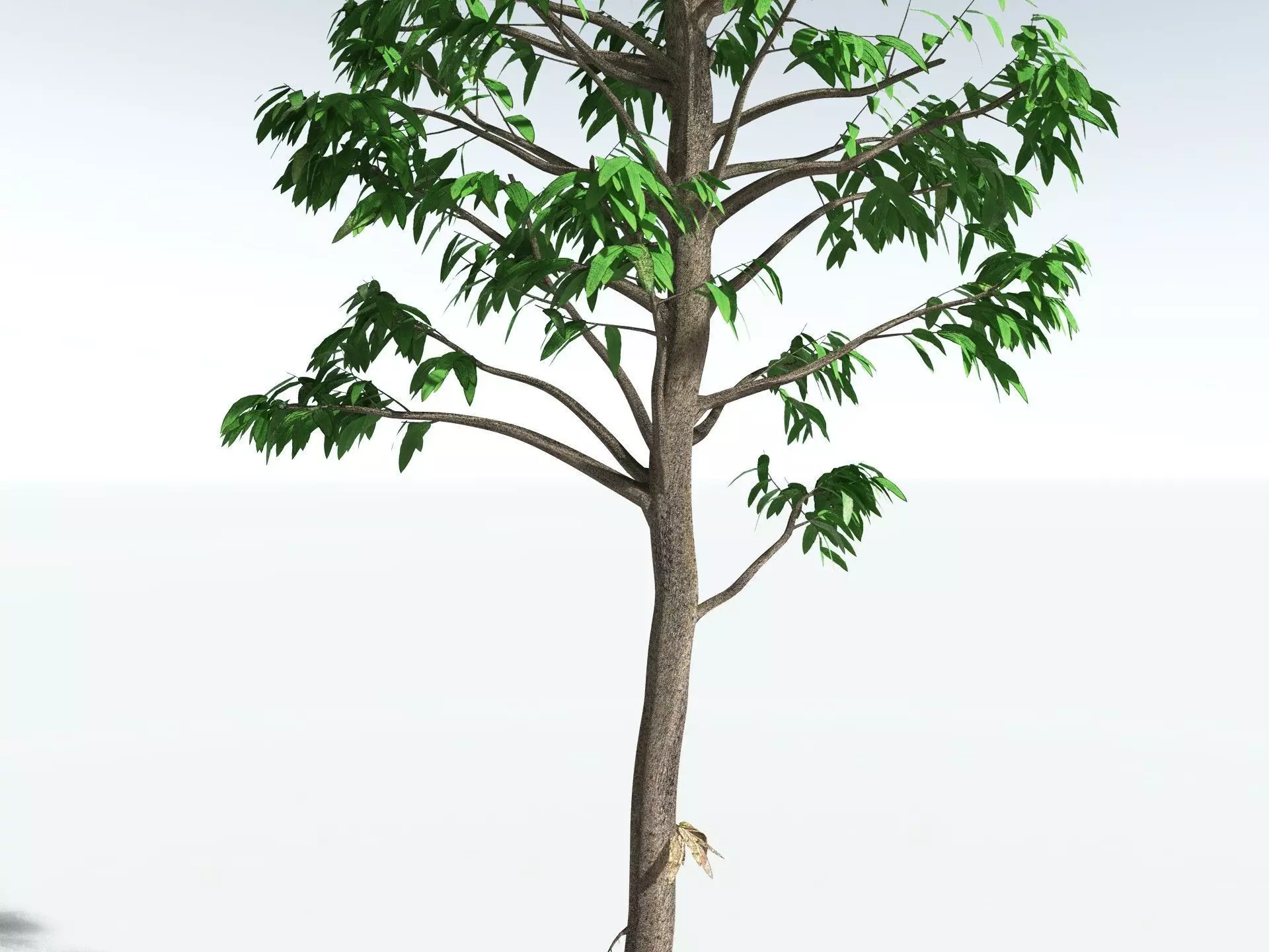 EVERYPlant Cordaites Principalis 3D model_25