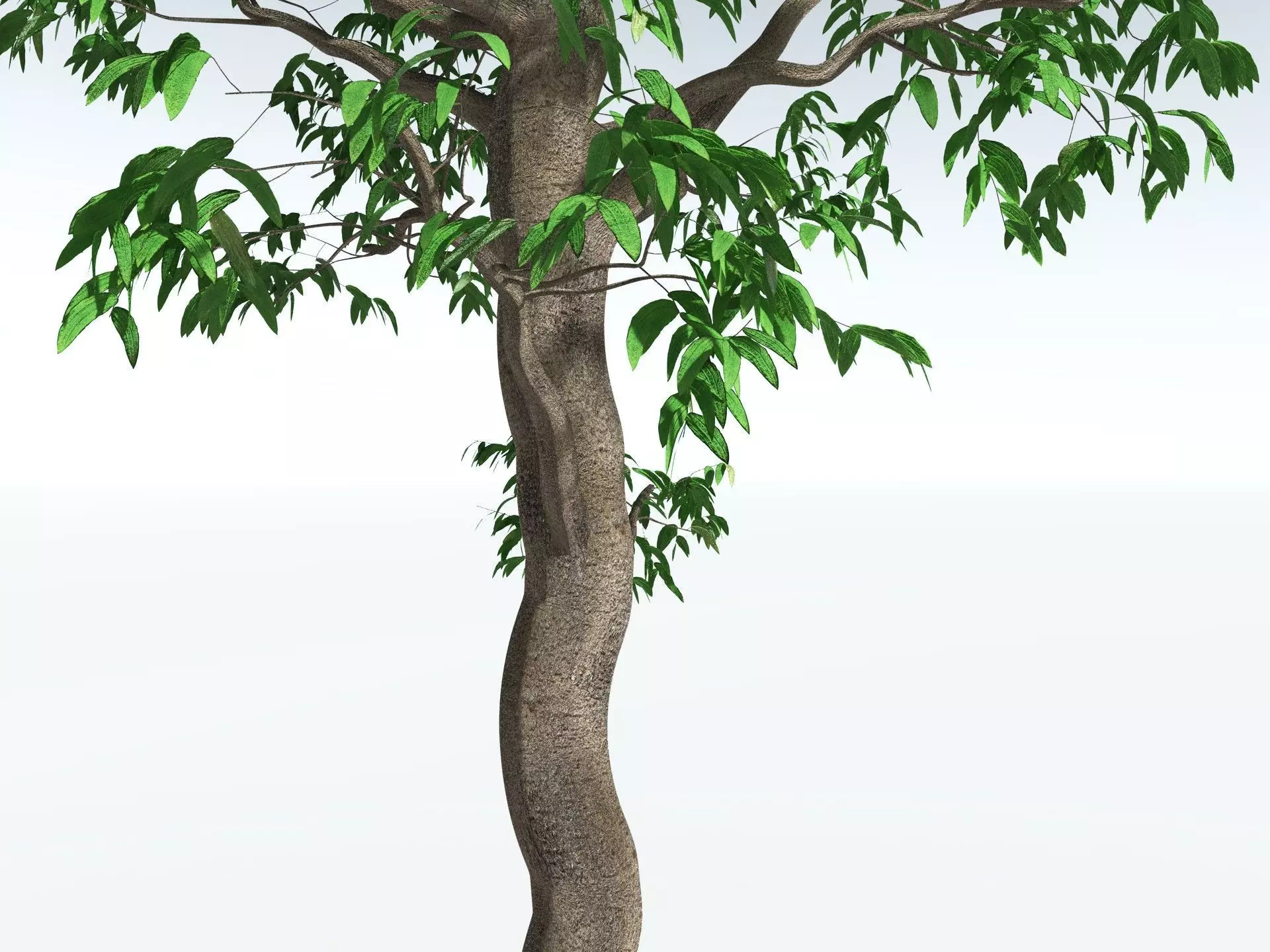 EVERYPlant Cordaites Principalis 3D model_21