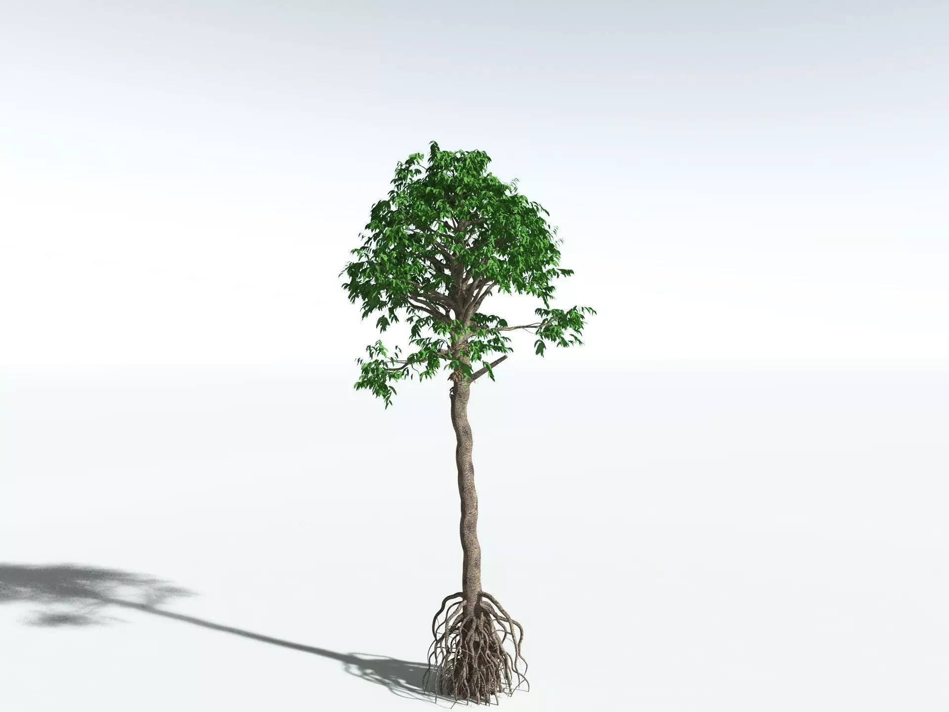 EVERYPlant Cordaites Principalis 3D model_10