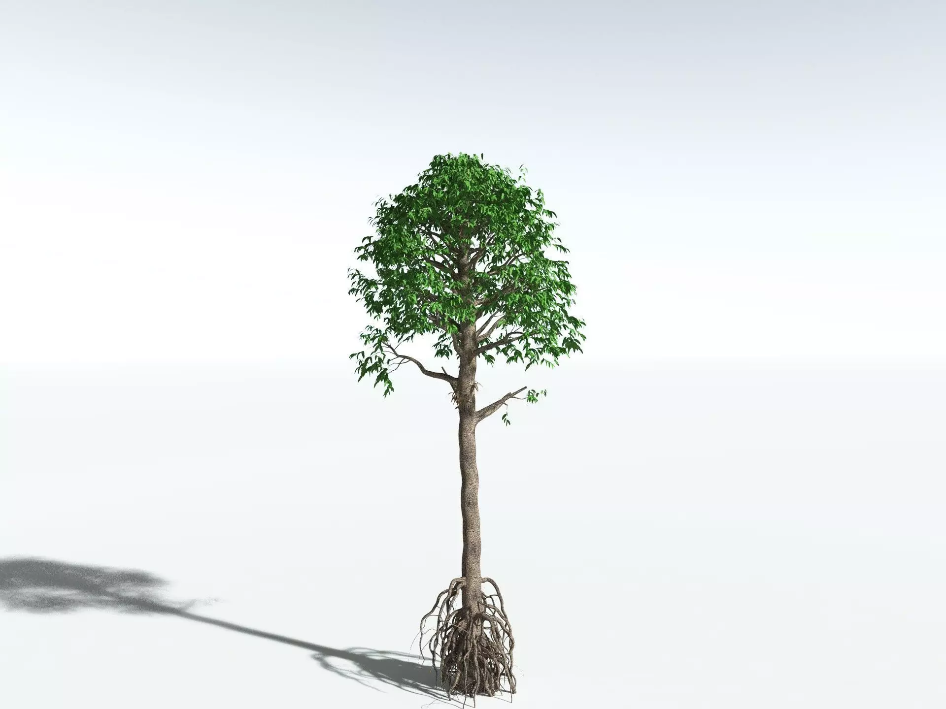 EVERYPlant Cordaites Principalis 3D model_6