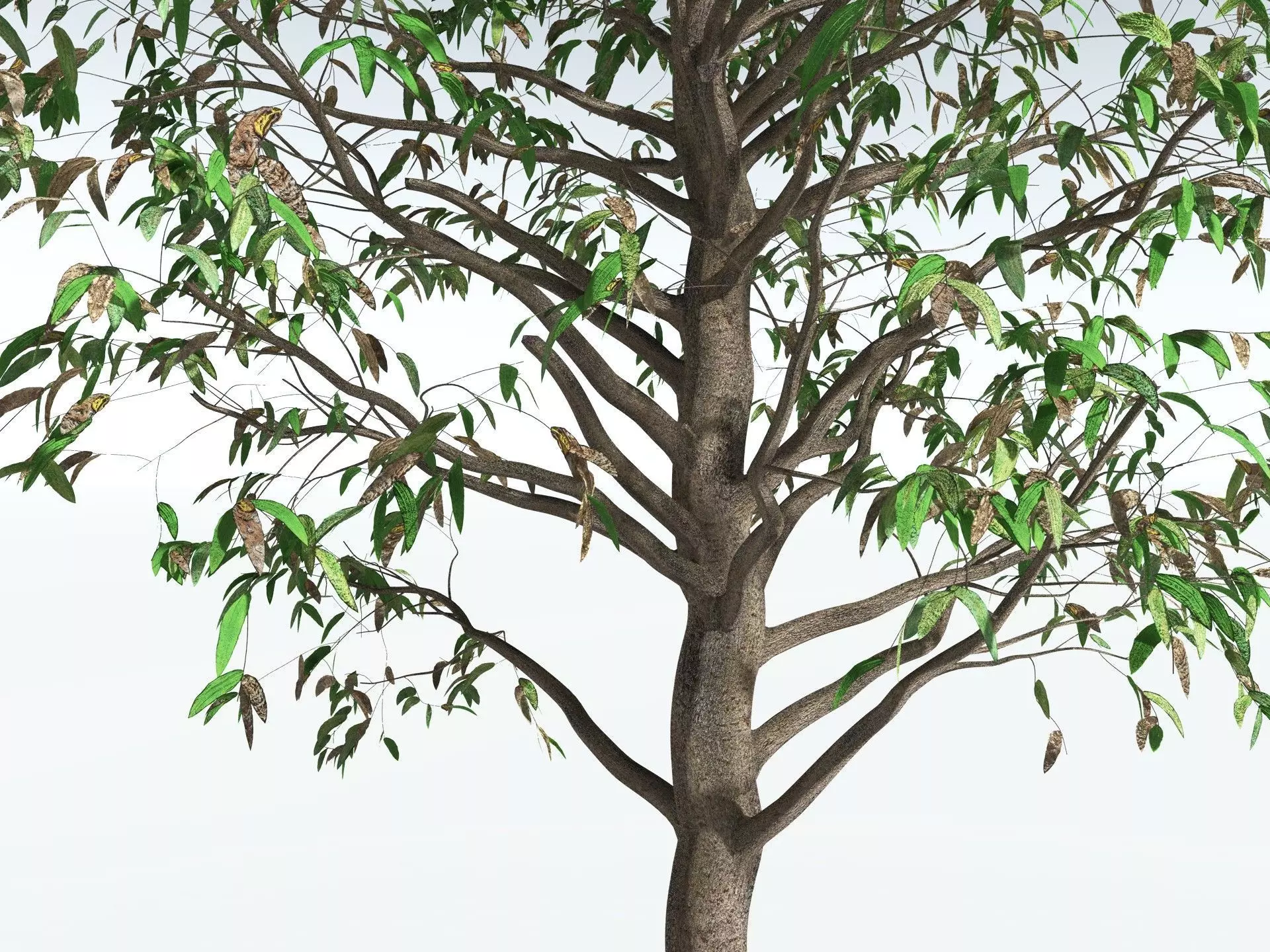 EVERYPlant Cordaites Principalis 3D model_15