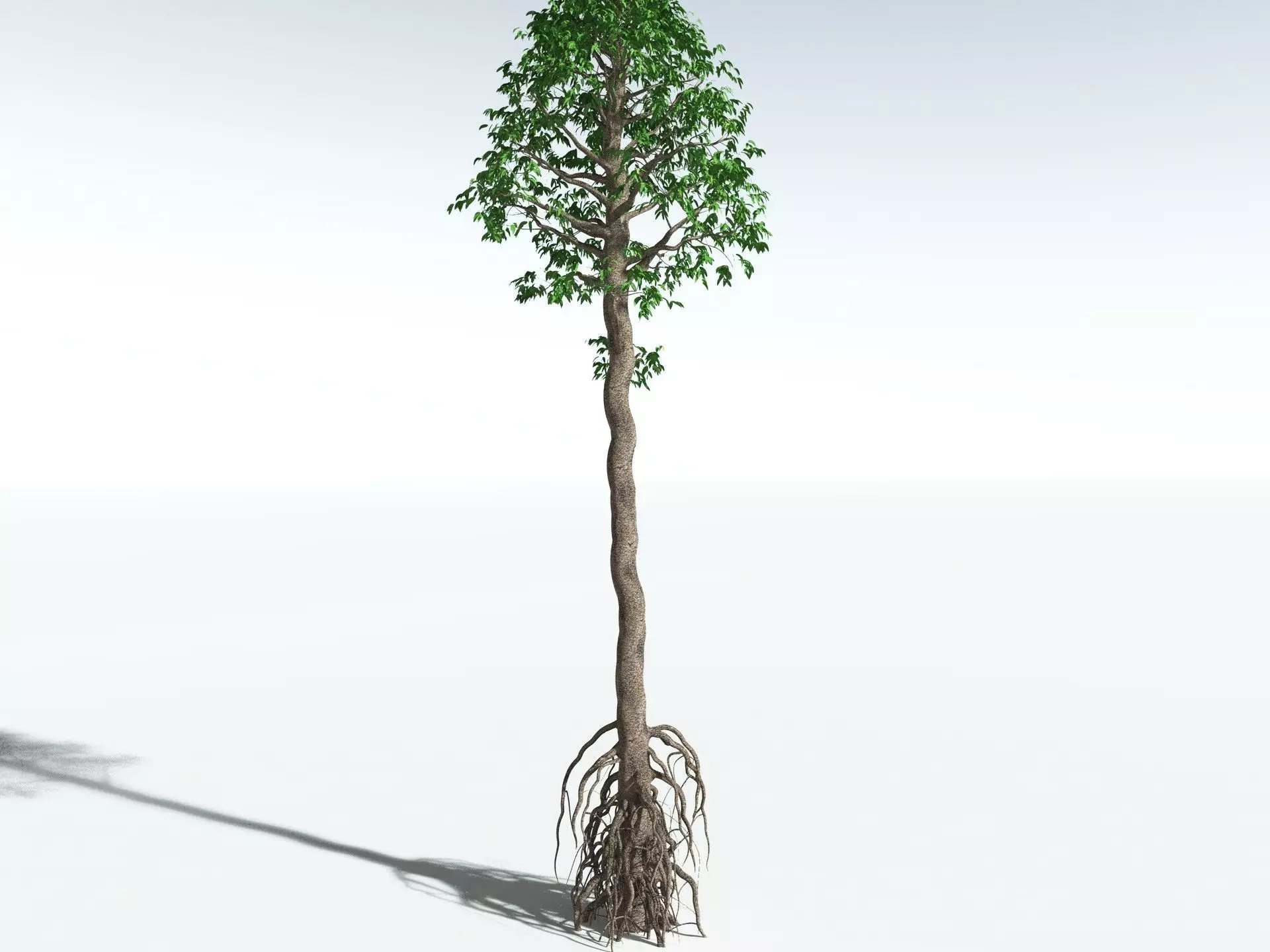 EVERYPlant Cordaites Principalis 3D model_20