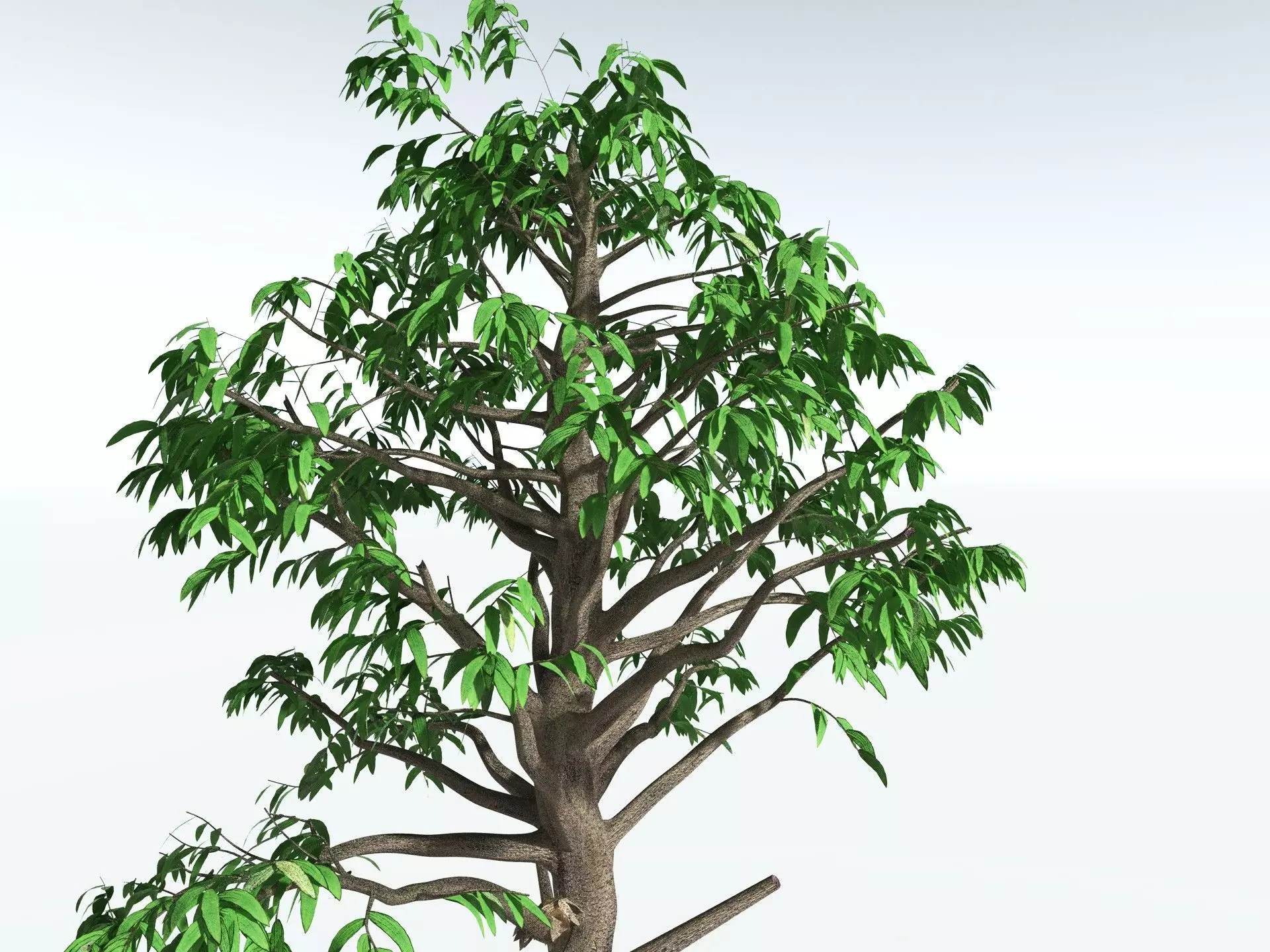 EVERYPlant Cordaites Principalis 3D model_23