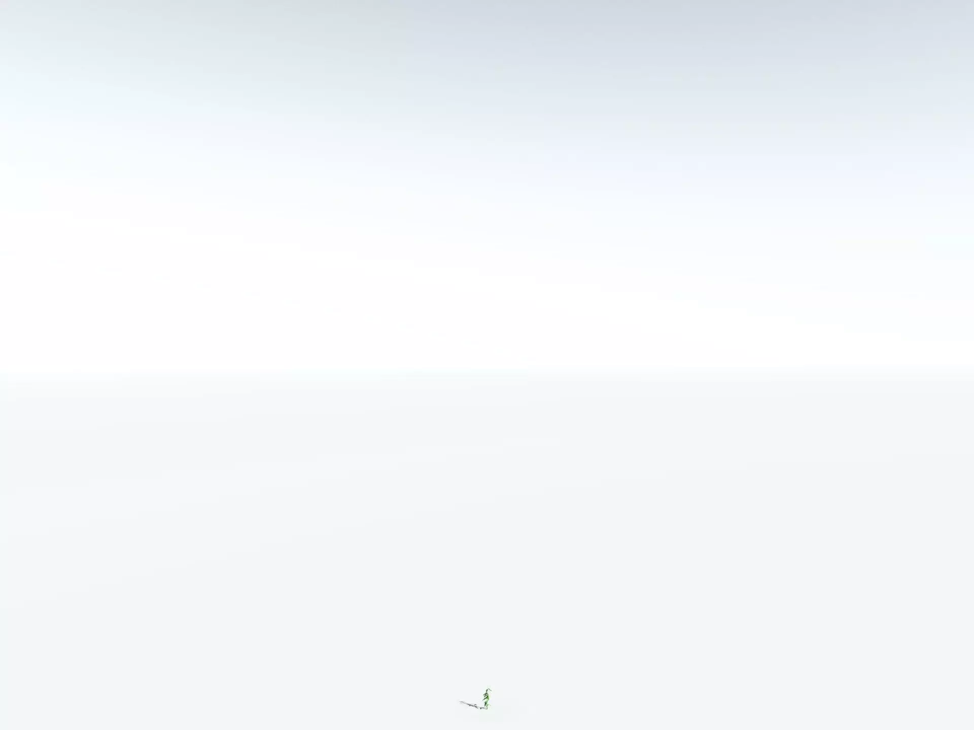 EVERYPlant Cordaites Principalis 3D model_30