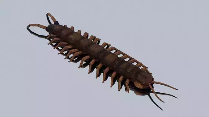 Centipede  Low-poly 3D model