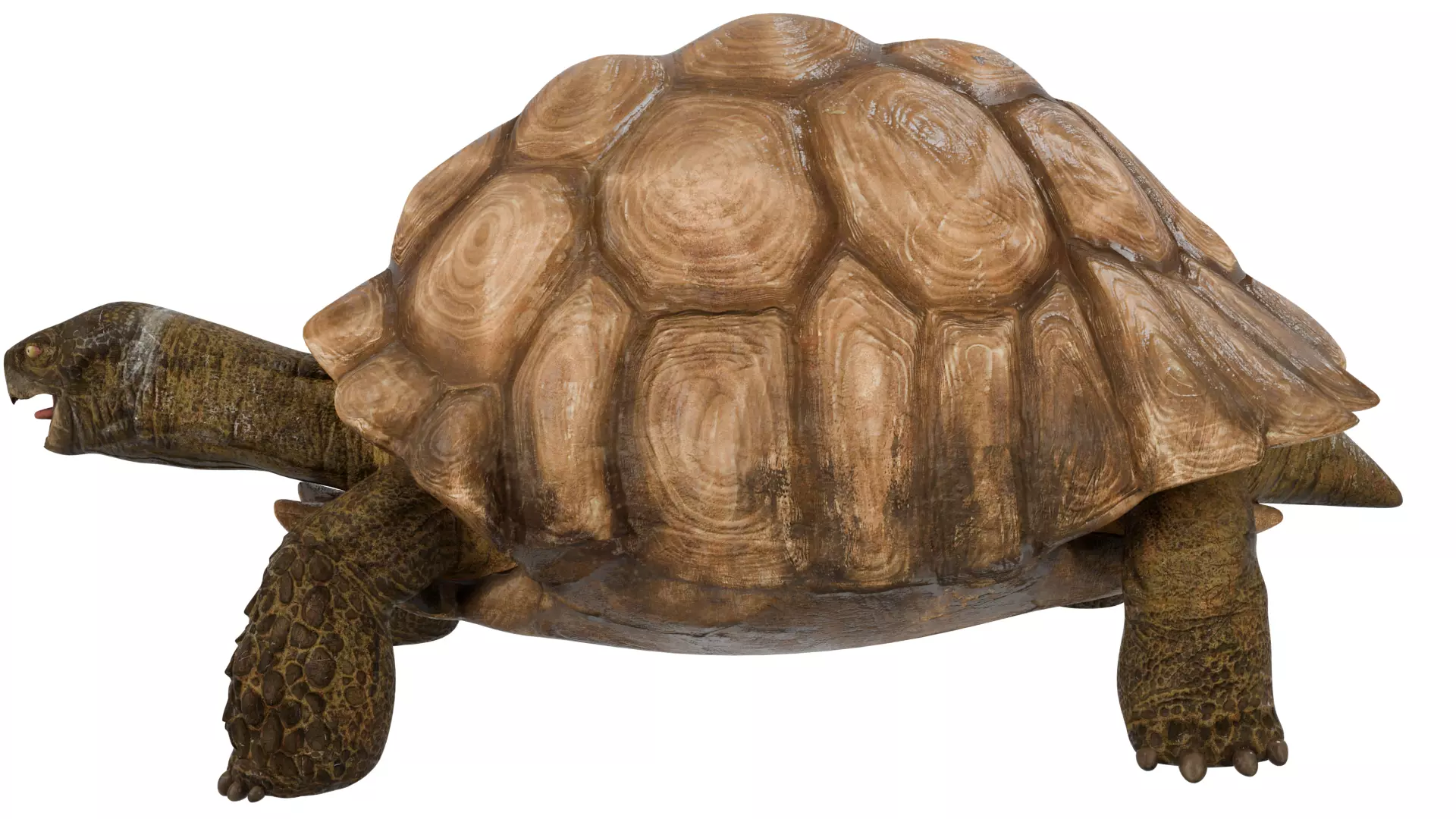 Tortoise 3D model_1