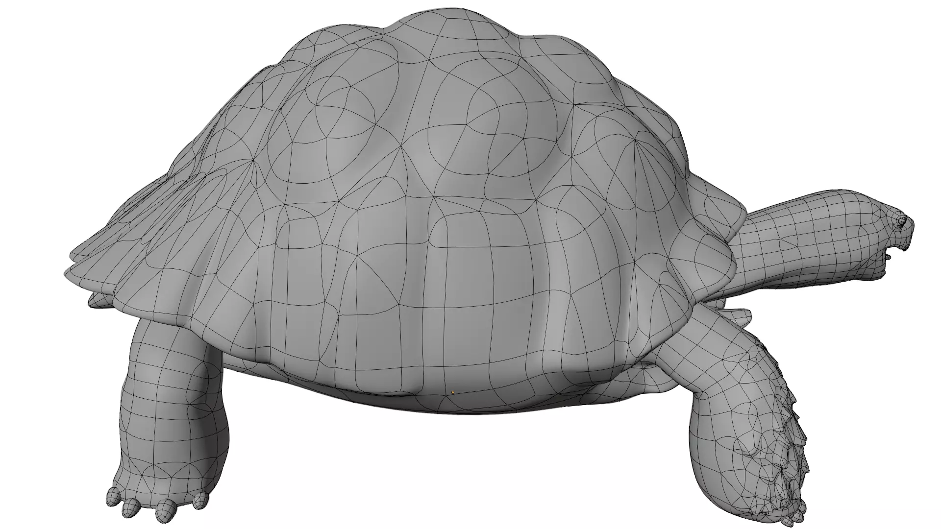 Tortoise 3D model_14