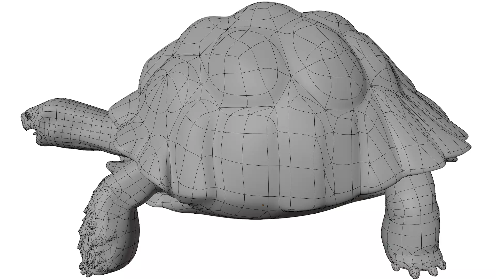 Tortoise 3D model_10