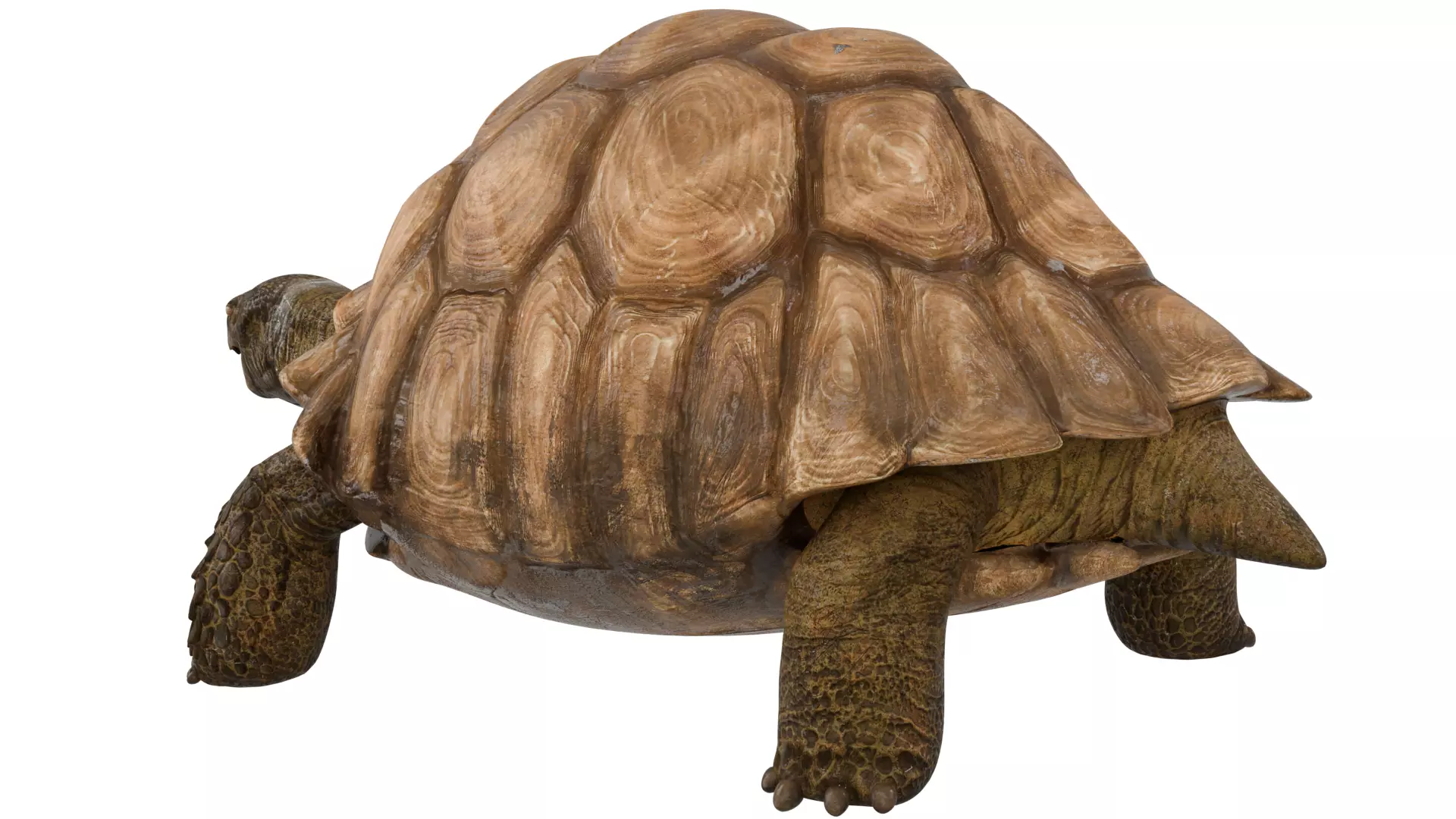 Tortoise 3D model_2