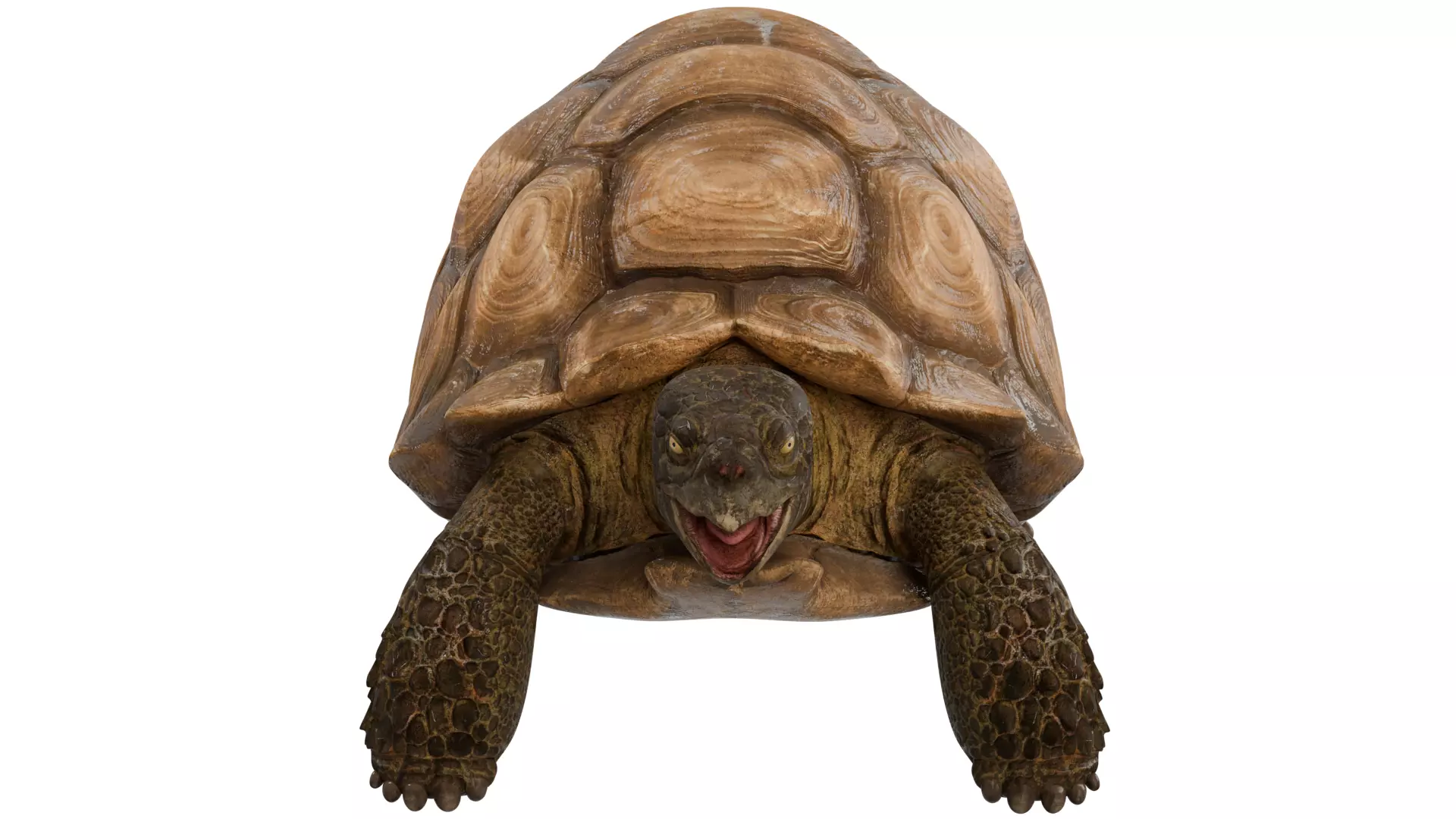 Tortoise 3D model_7