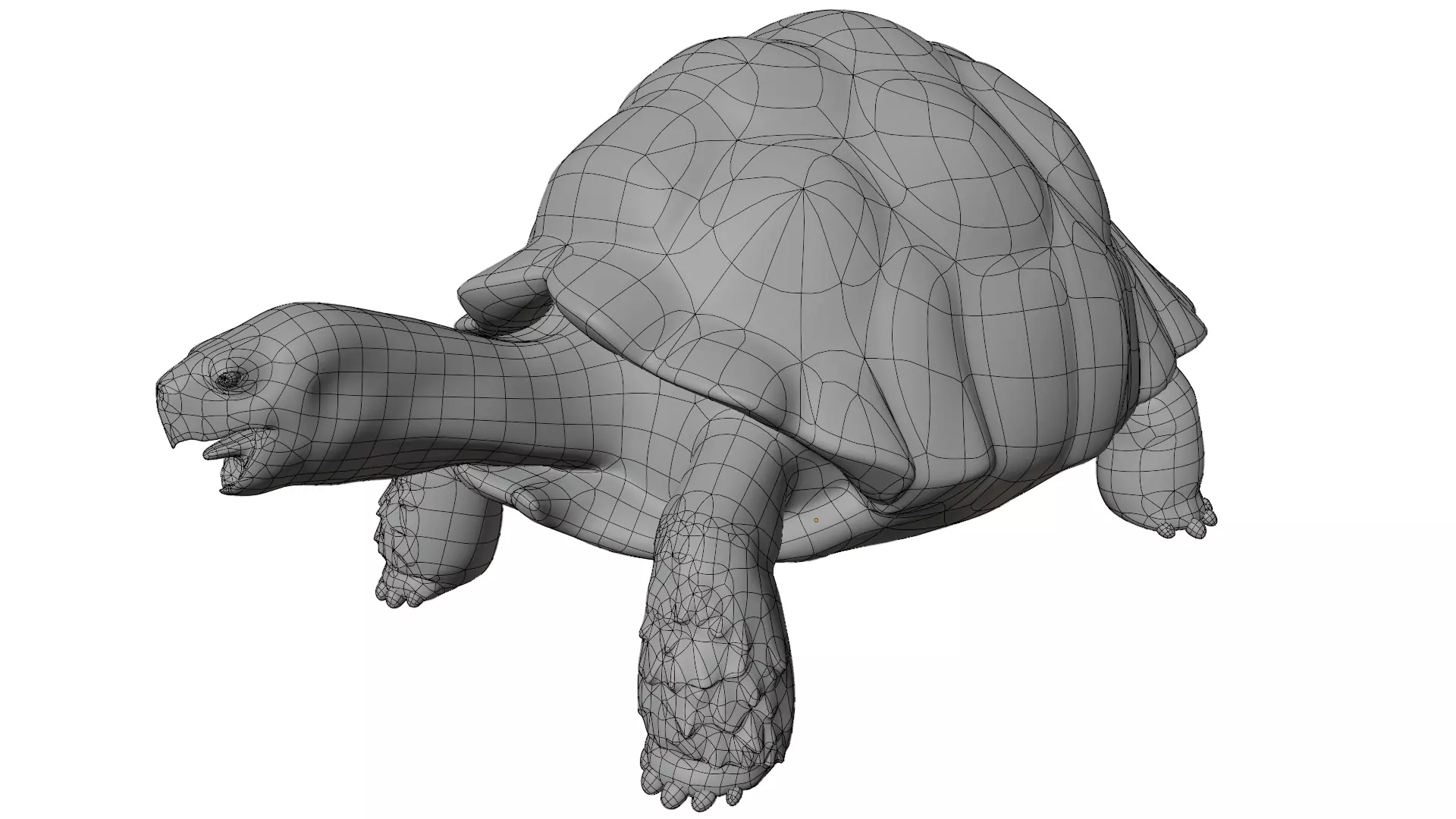 Tortoise 3D model_9