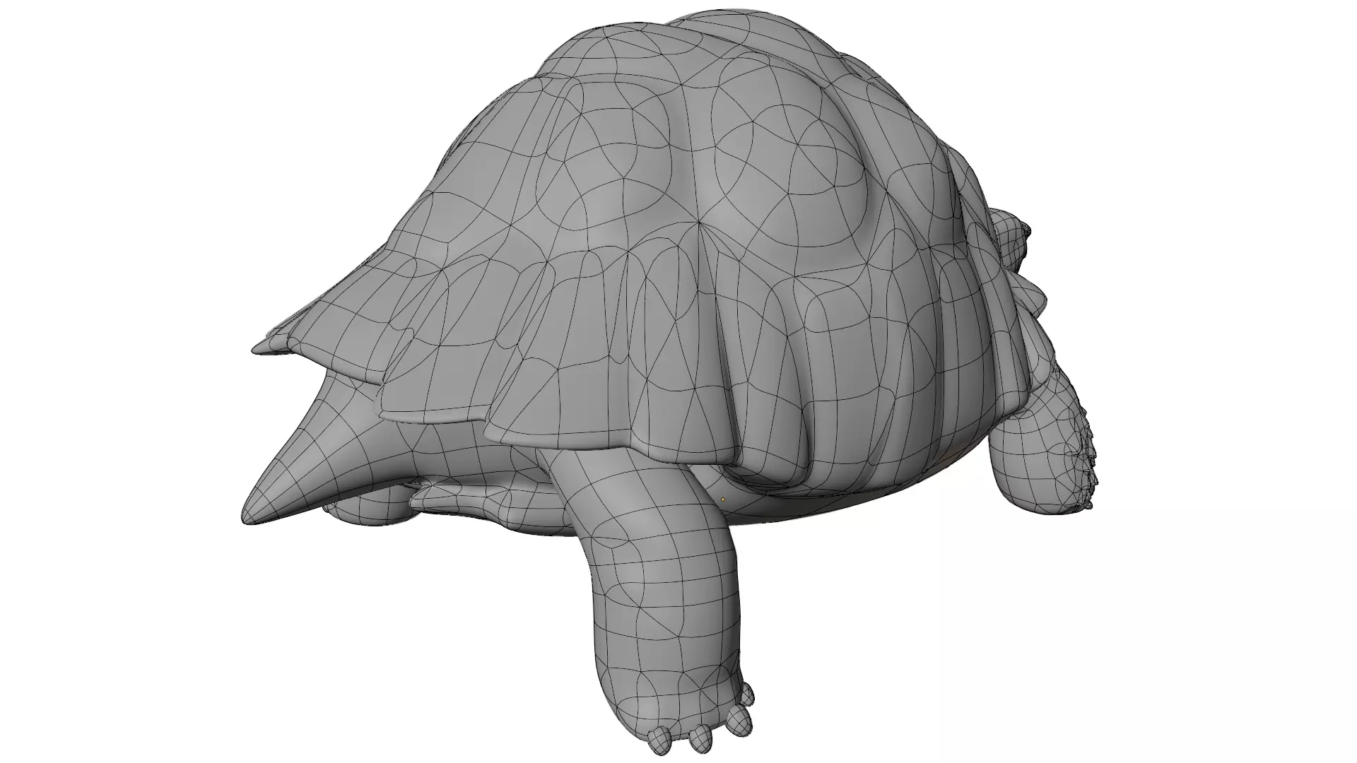 Tortoise 3D model_13