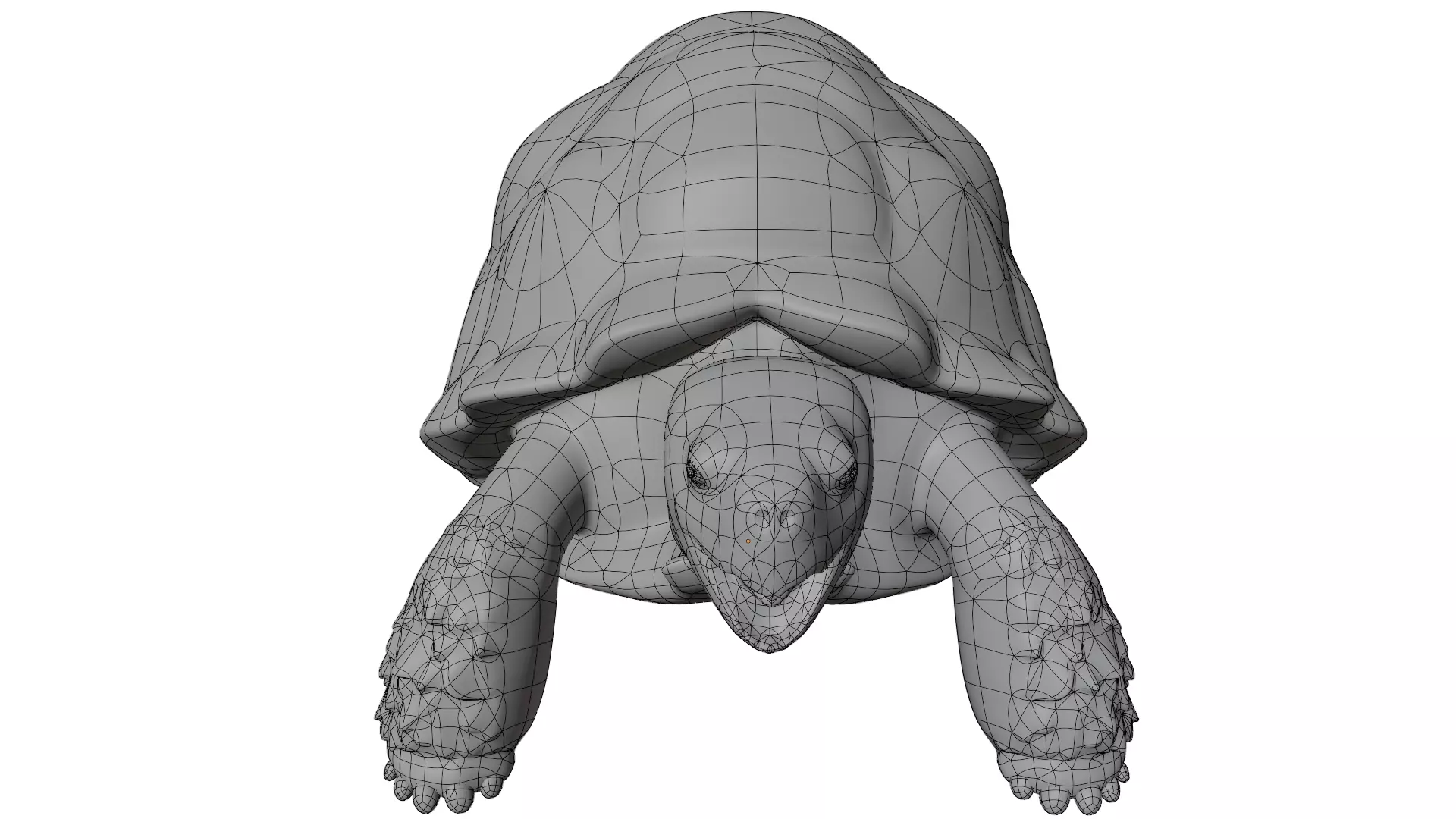 Tortoise 3D model_16