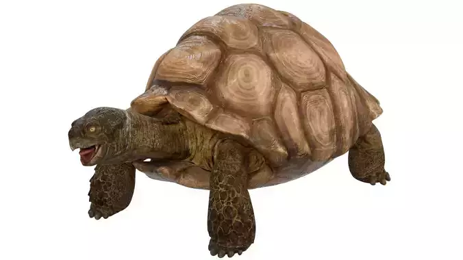 Tortoise