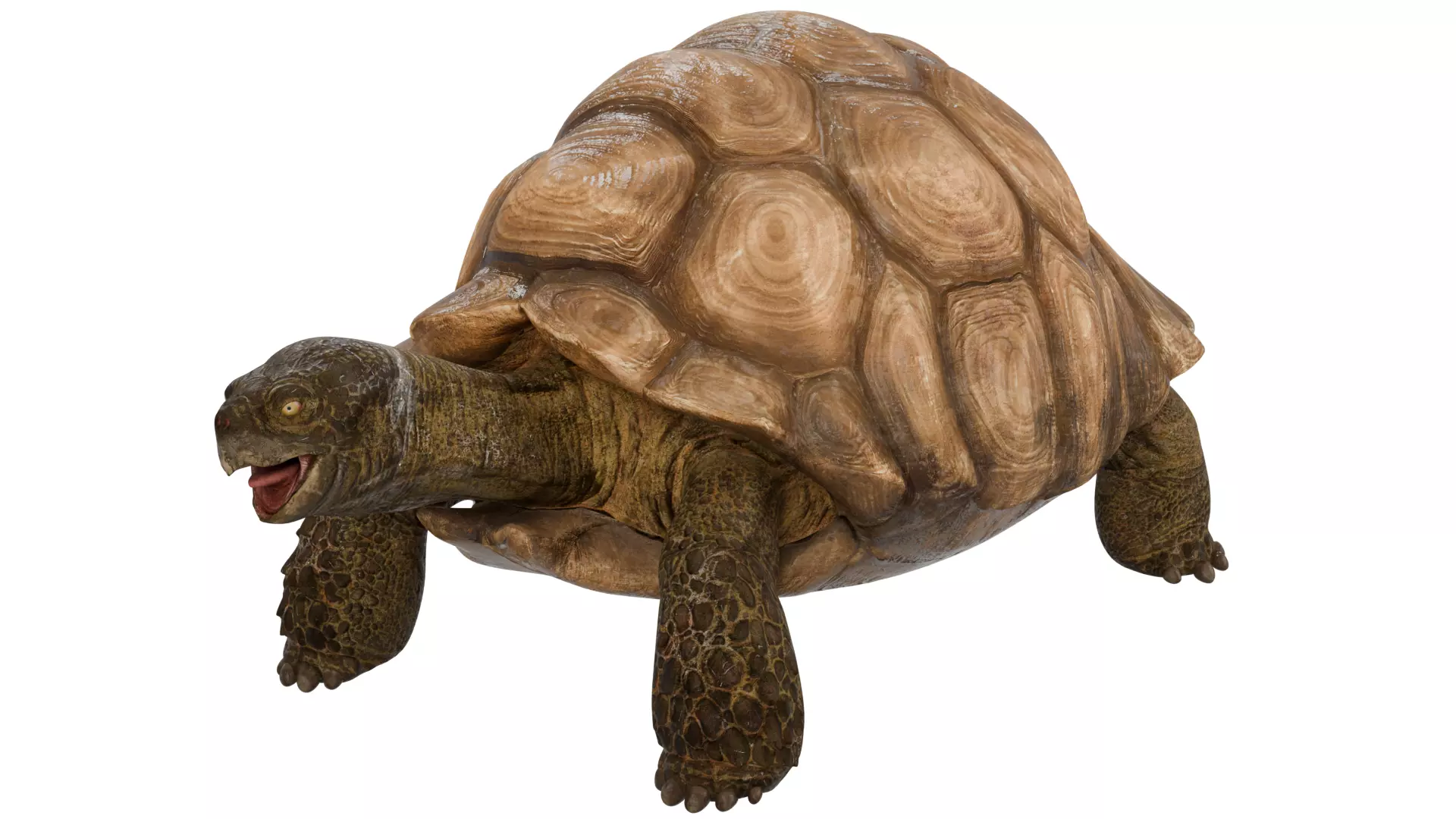 Tortoise 3D model_0