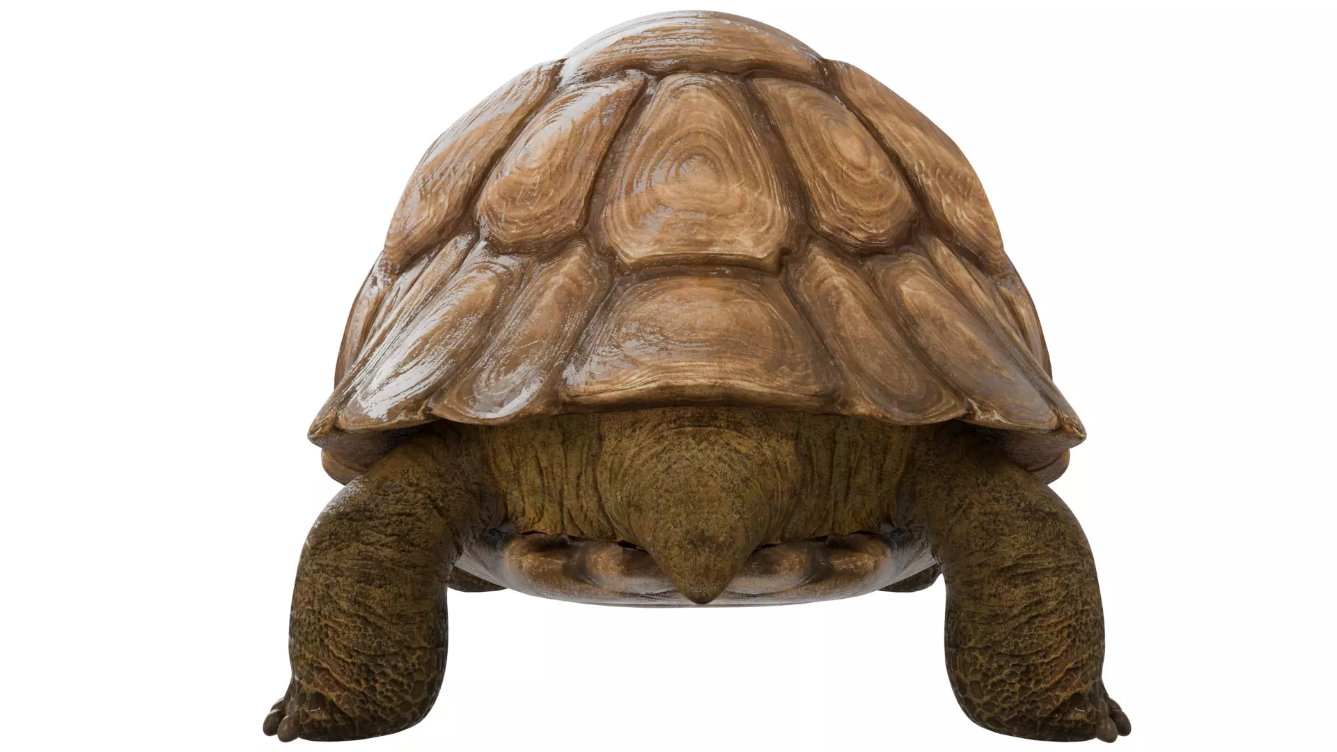 Tortoise 3D model_3