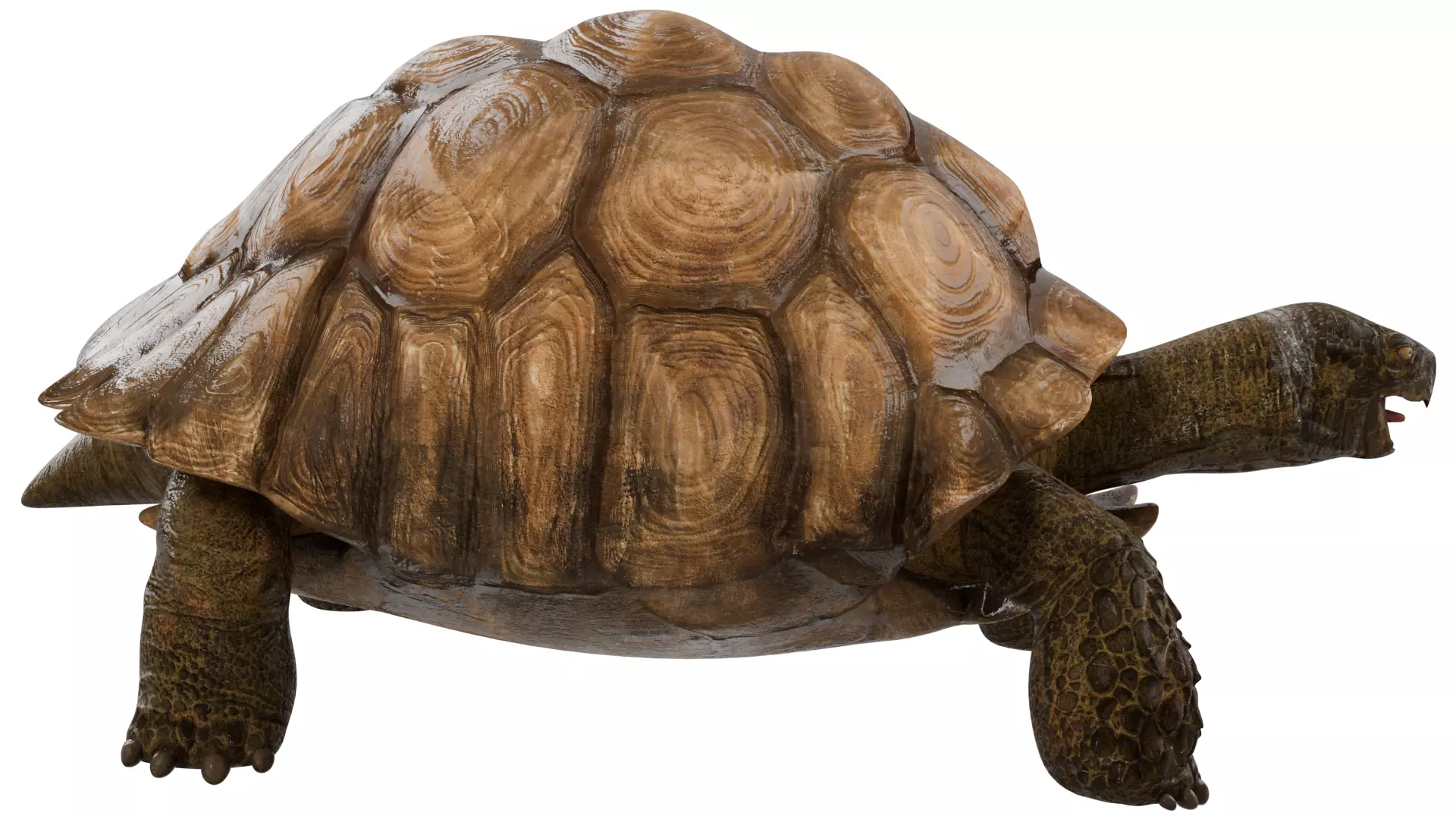 Tortoise 3D model_5