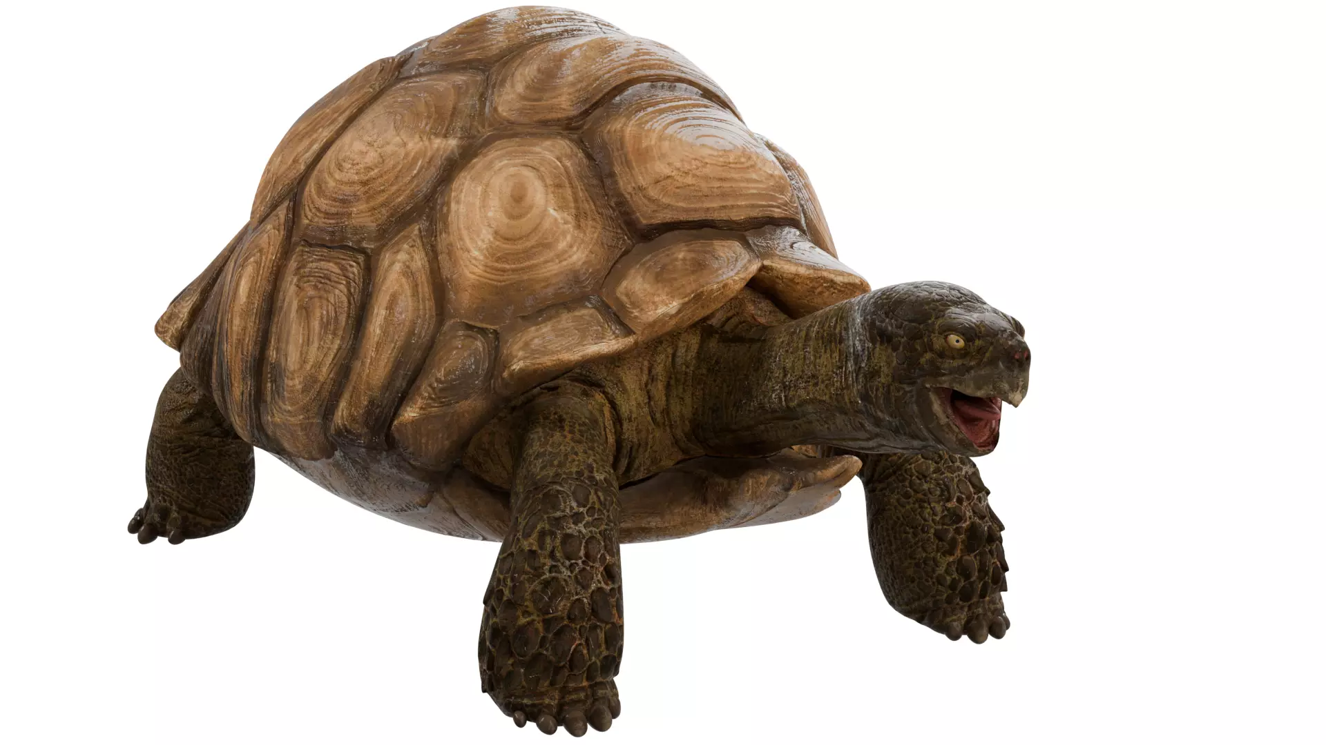 Tortoise 3D model_6