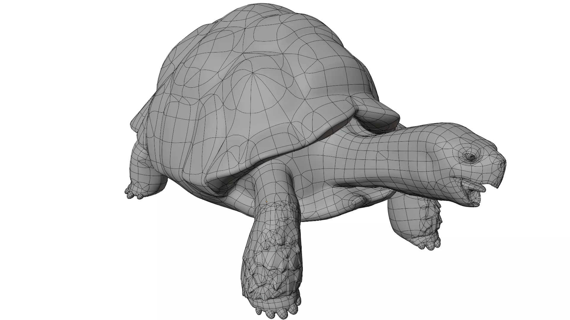 Tortoise 3D model_15