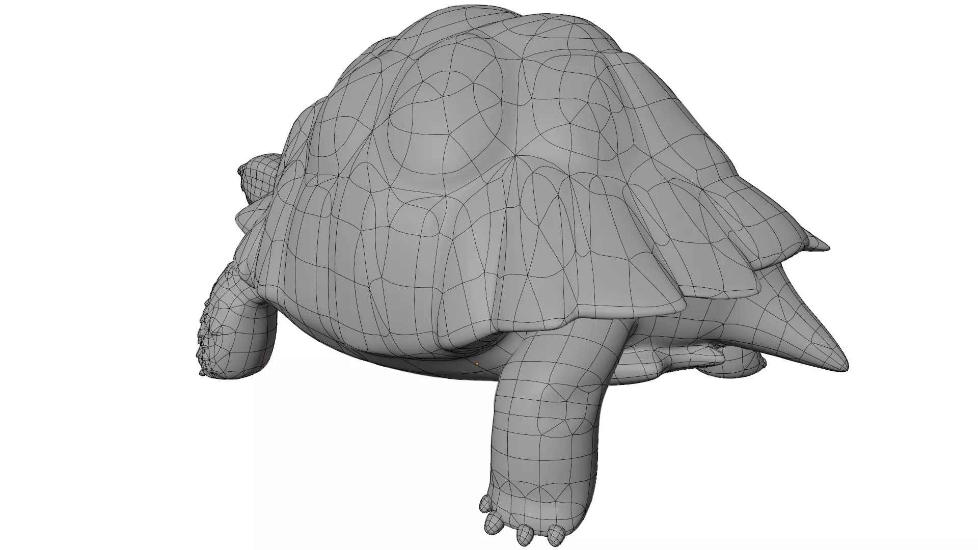 Tortoise 3D model_11