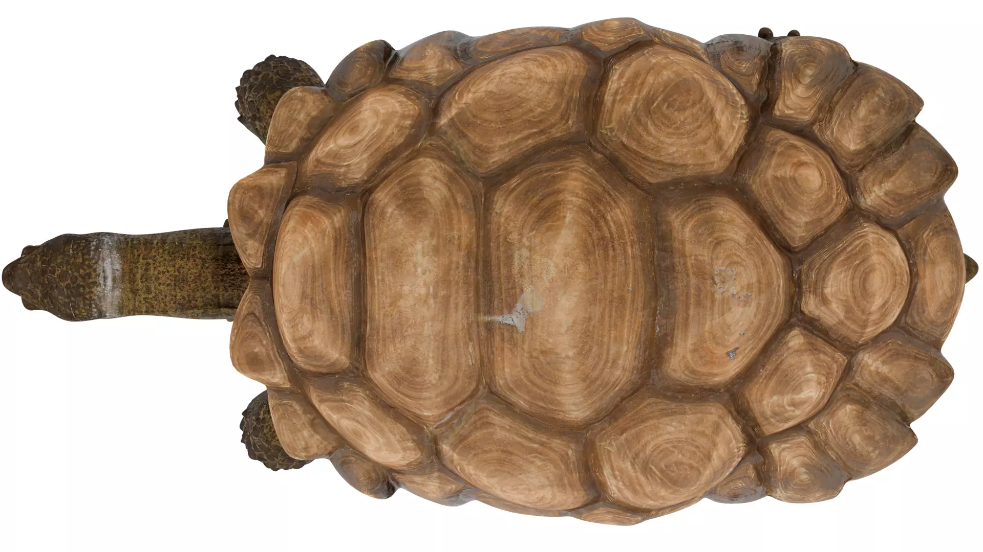 Tortoise 3D model_8