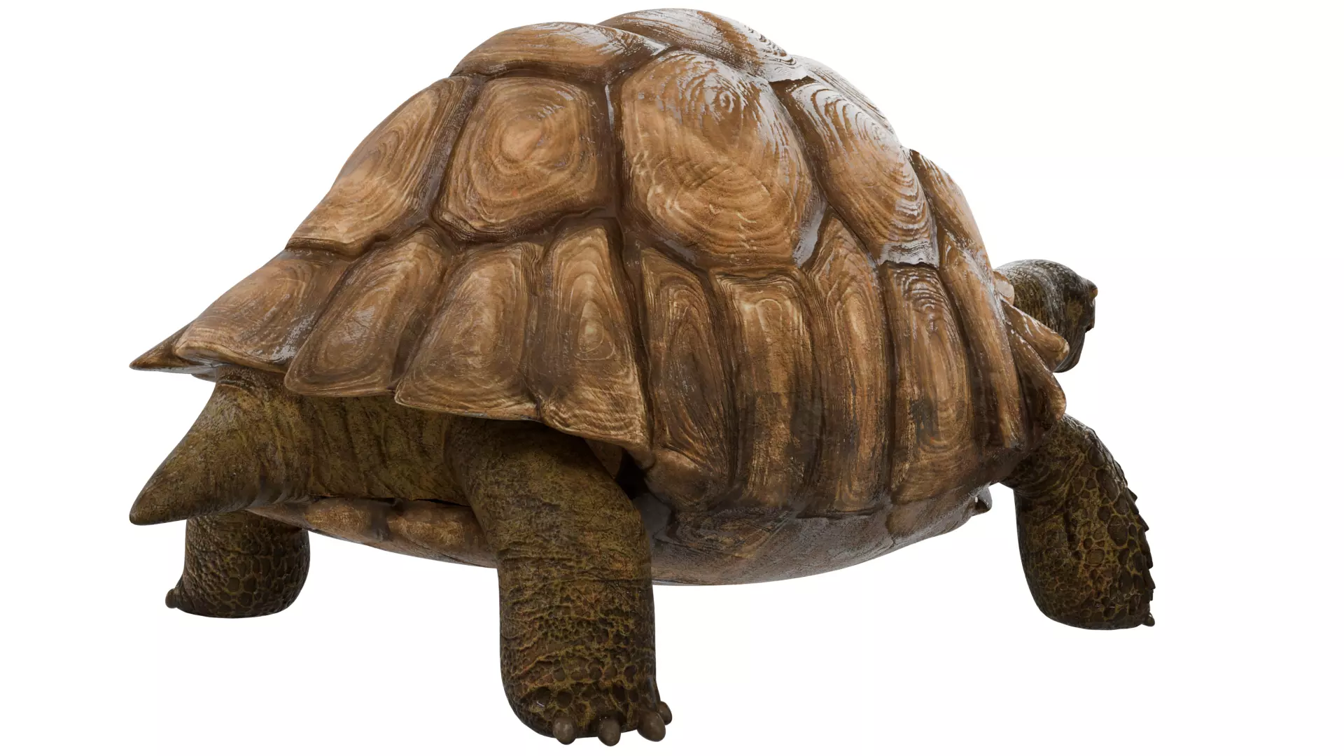 Tortoise 3D model_4