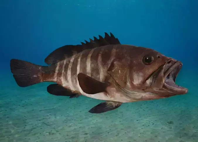Bar Cod - Banded Rock Cod Animated 3D model