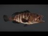 Bar Cod - Banded Rock Cod Animated 3D model_1