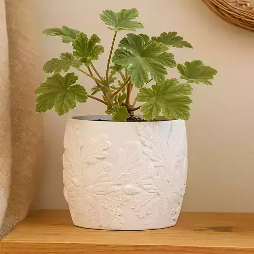 Oak Plant Pot with Drainage No Supports Natural Planter