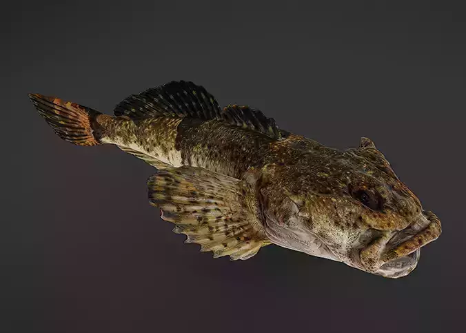Realistic Freshwater Sculpin Animated 3D model