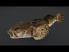 Realistic Freshwater Sculpin Animated 3D model_1