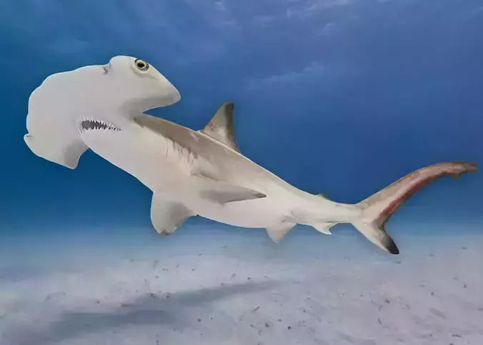 Realistic Scalloped Hammerhead Shark