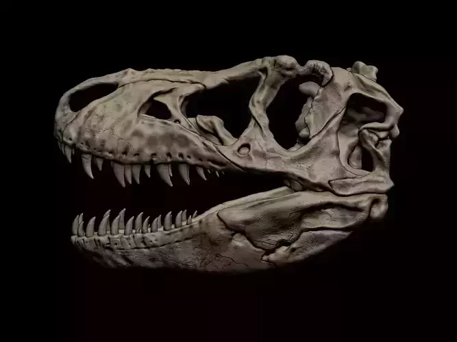 Tarbosaurus Skull 3D print model