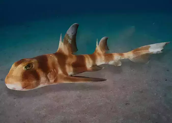 Realistic Bullhead Shark Animated 3D model