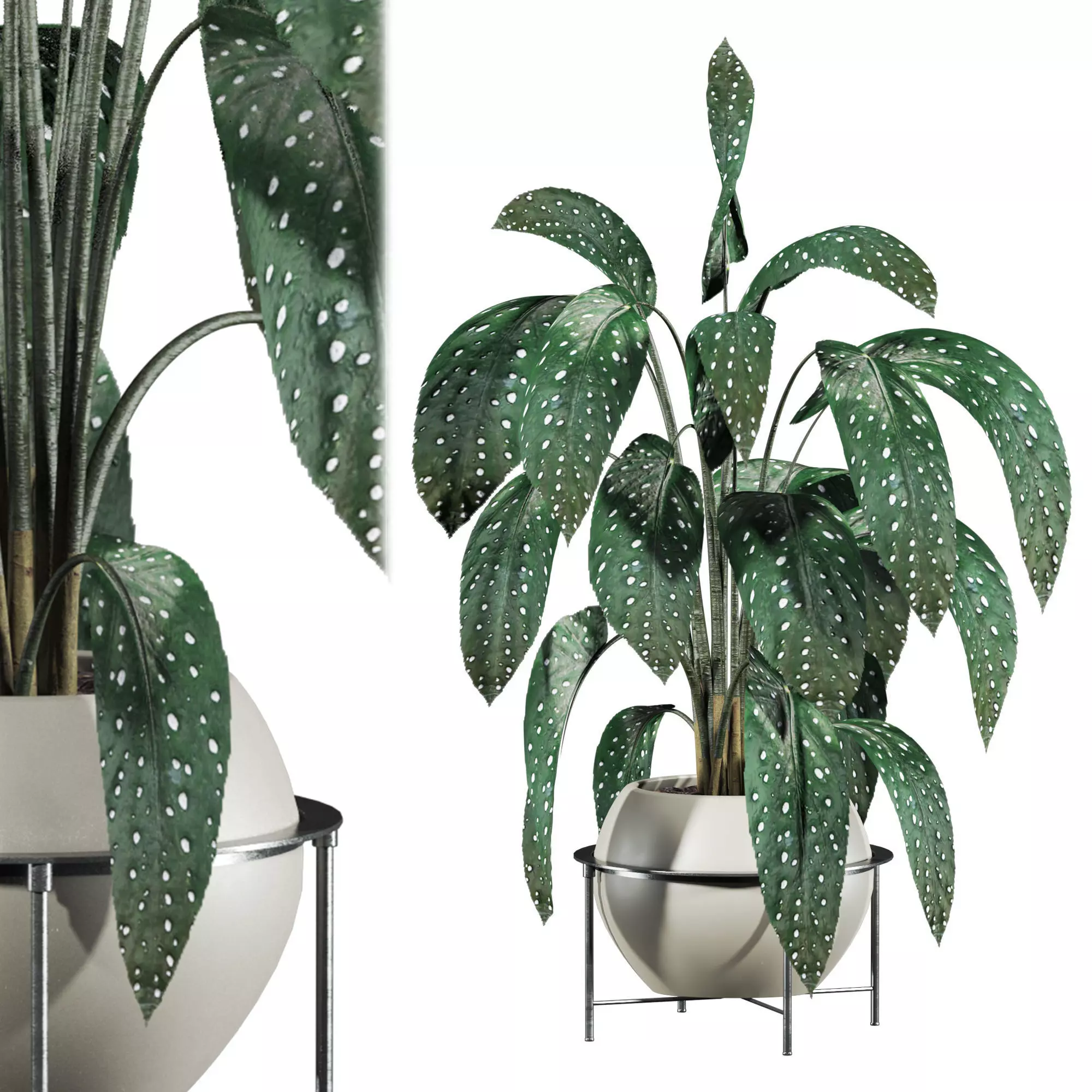 Potted Plant 3D model