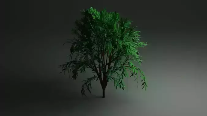 Callistemon Tree Bottlebrush 3D Model PBR Low Poly