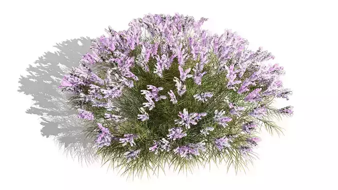 British Lavandula BeeZee 3D Model Pack Low-poly 3D model
