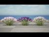 British Lavandula BeeZee 3D Model Pack Low-poly 3D model_1