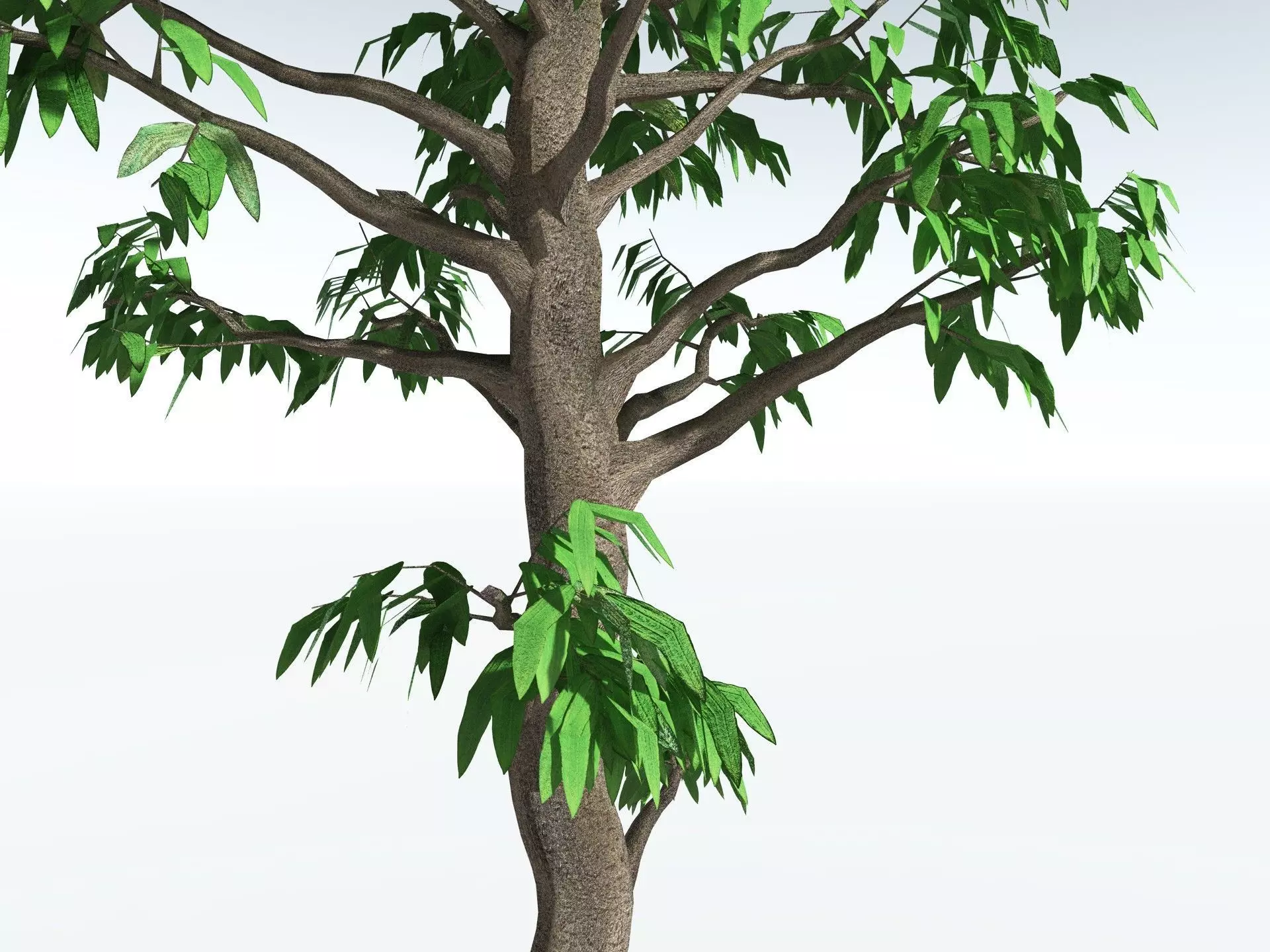 EVERYPlant Cordaites Principalis LowPoly Low-poly 3D model_9