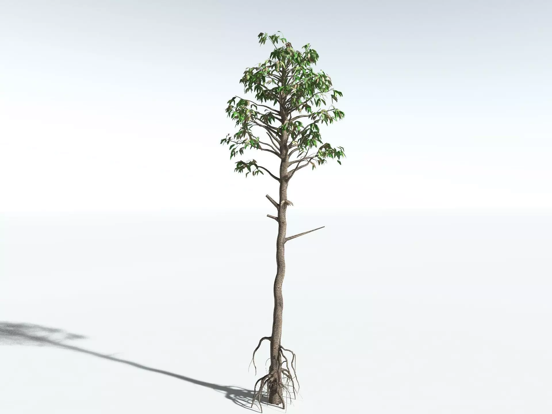 EVERYPlant Cordaites Principalis LowPoly Low-poly 3D model_14