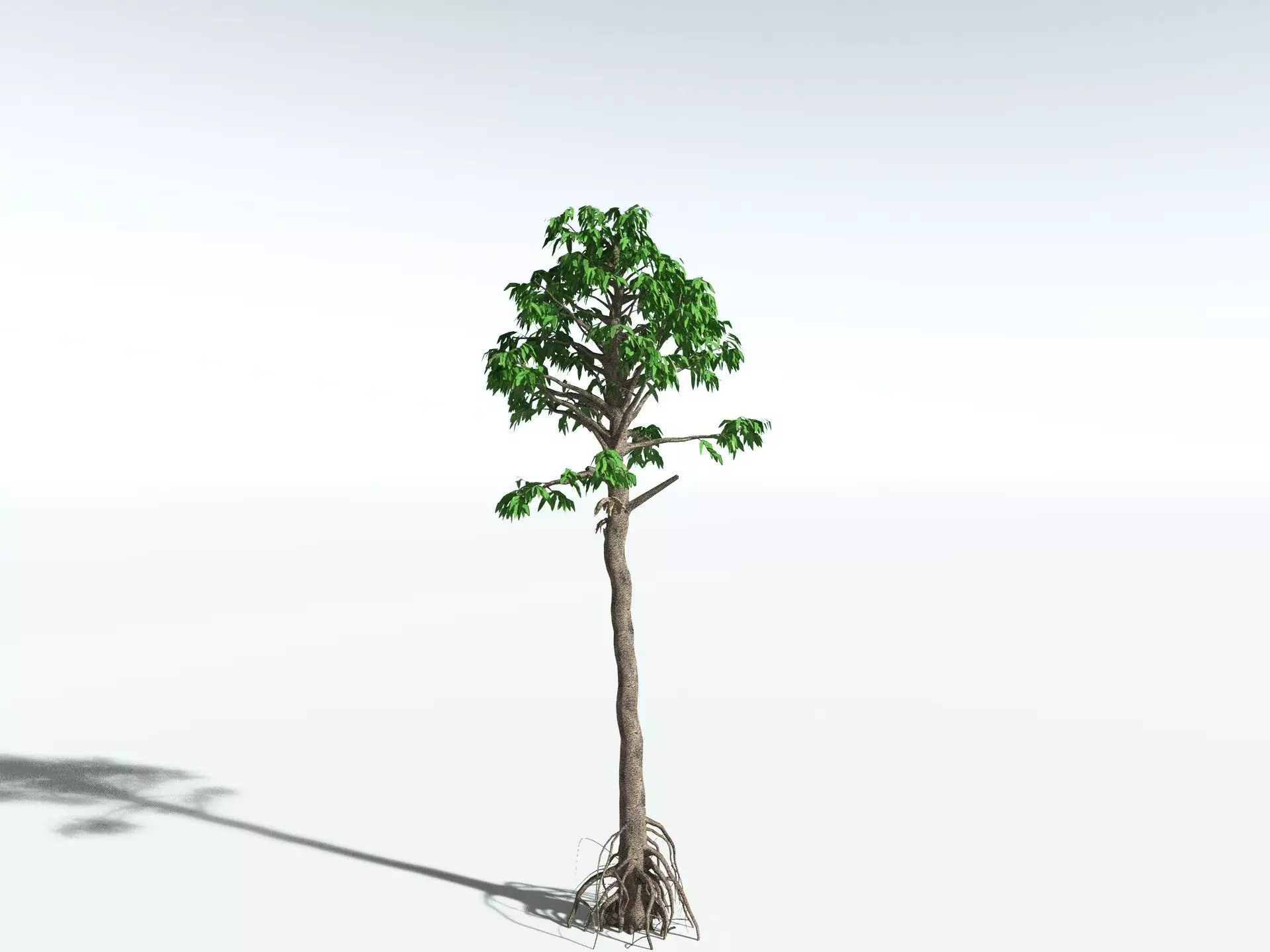 EVERYPlant Cordaites Principalis LowPoly Low-poly 3D model_0