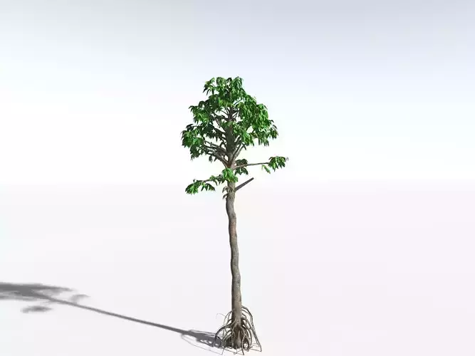 EVERYPlant Cordaites Principalis LowPoly -16 Models- Low-poly 3D model